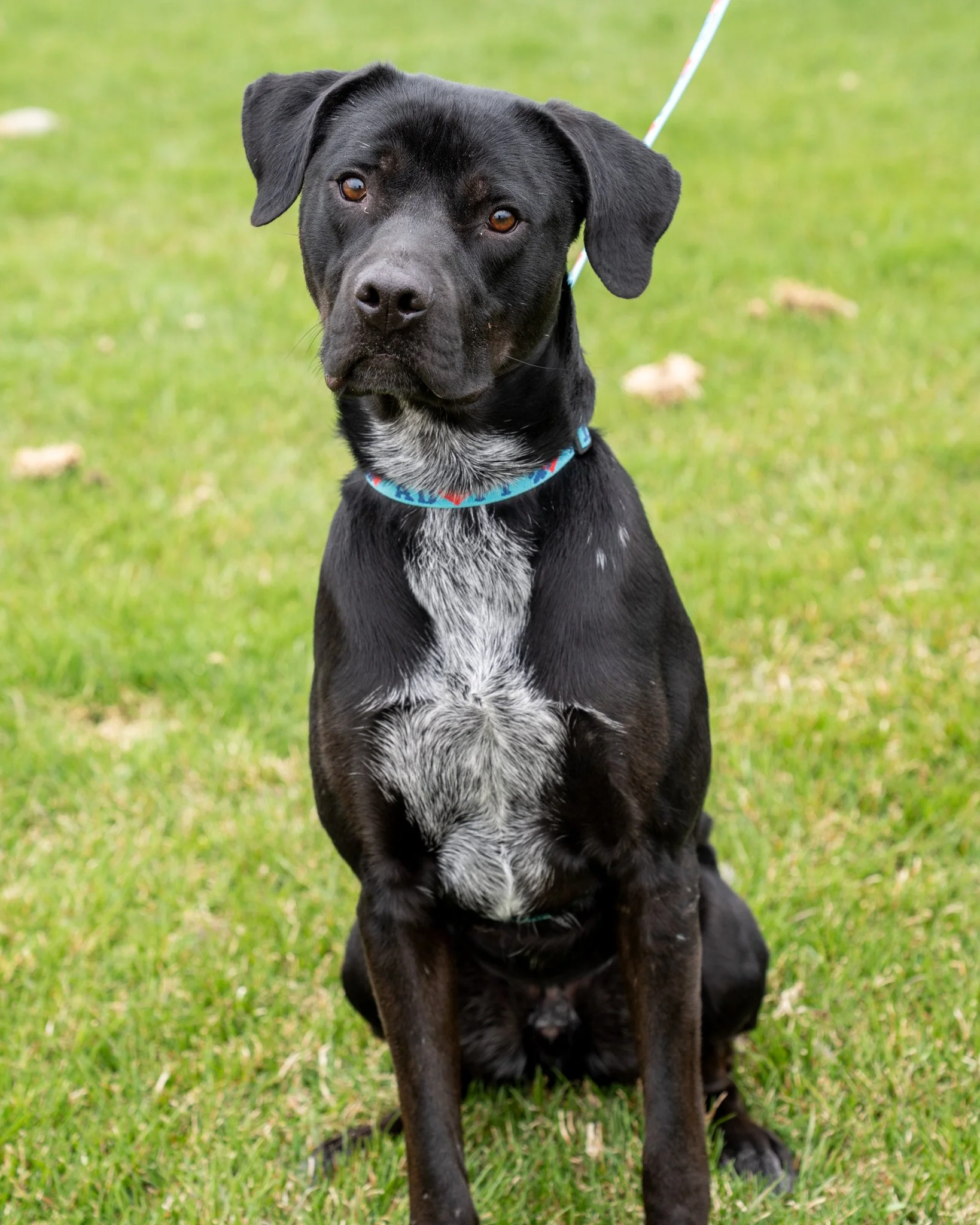 🤪 Jack &amp; Luke 🤪

✨All animals have $25.00 adoption fees through May 14th!

Meet Jack and Luke! These two cutie pies are one-year-old Blue Heeler and Pitty mixes, each weighing about 65 pounds. They truly have the sweetest personalities and they