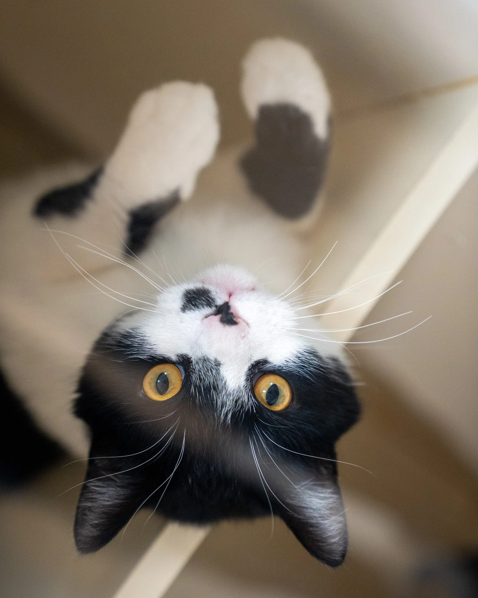 🐄 MooMoo 🐄

✨ALL ADOPTION FEES ARE $25 ONLY through May 14th!

Moooooove on over to the shelter to meet MooMoo! He's a 3-year-old, 9.8-pound Domestic Shorthair cat who came to the shelter as a stray. He's a mega cuddler, a total charmer, and great 