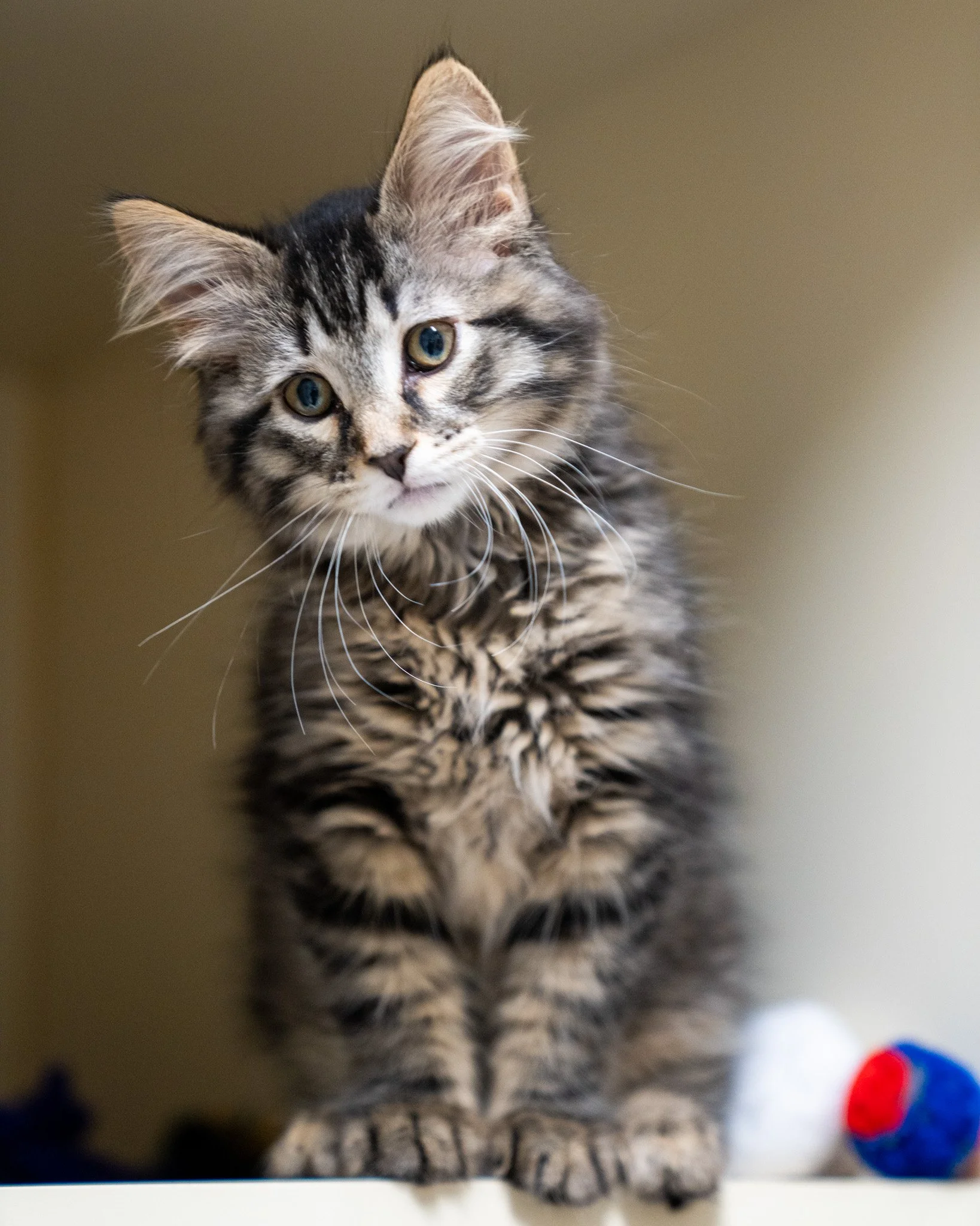 ✨ $25 ADOPTIONS ✨

Meet some of the darling kittens currently waiting for homes at The Babinski Foundation! Through May 14th, we&rsquo;re offering a special adoption rate: take home any animal in the shelter for just $25.00.

Your adoption fee includ