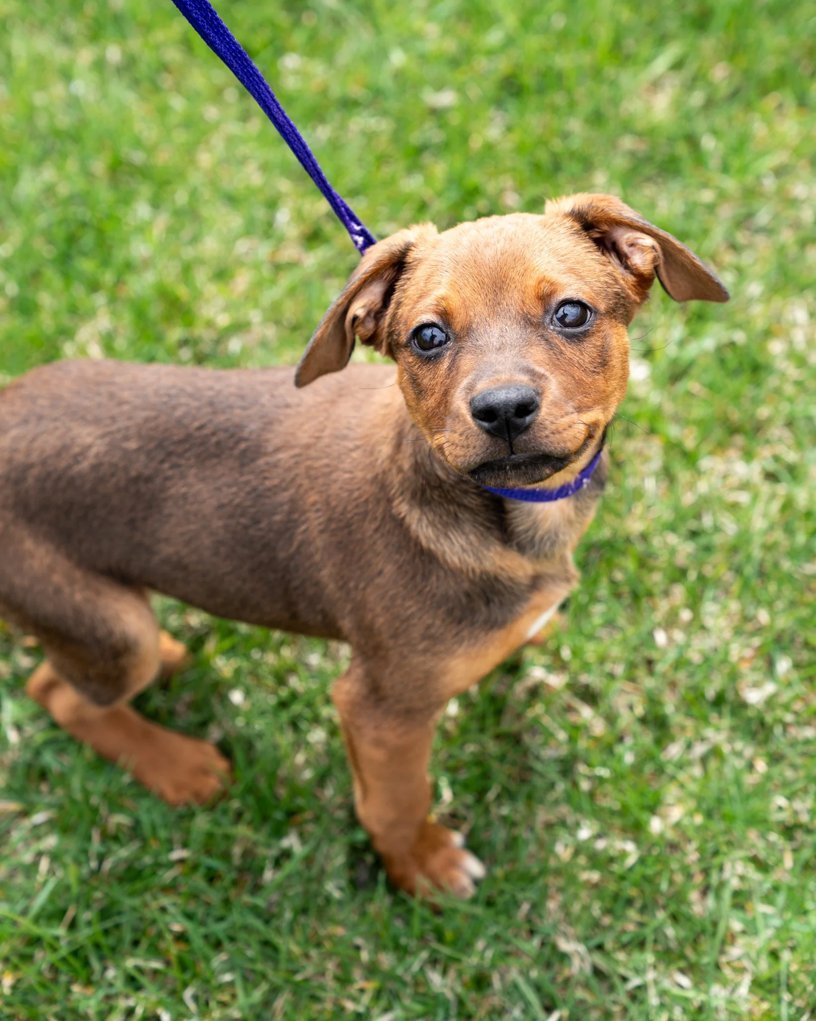 🦖 Rex 🦖
This sweet face is irresistible! Rex is a 2-month-old, 12-pound Dachshund &amp; Chihuahua mix who came to us in an emergency state due to a rectal prolapse. This is a dire condition if not treated immediately, but thanks to our vet team and