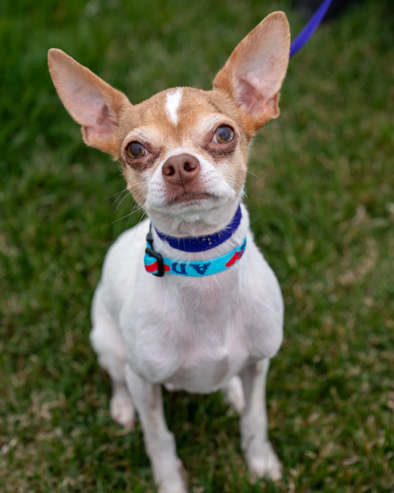 😁 Remy 😁
Remy, AKA Guppy, is a 9-year-old, 9-pound Chihuahua mix who's great at making friends! He adores his people and enjoys playing with other dogs and cats (probably because cats are about the same size as he is). He loves to snuggle, play, an