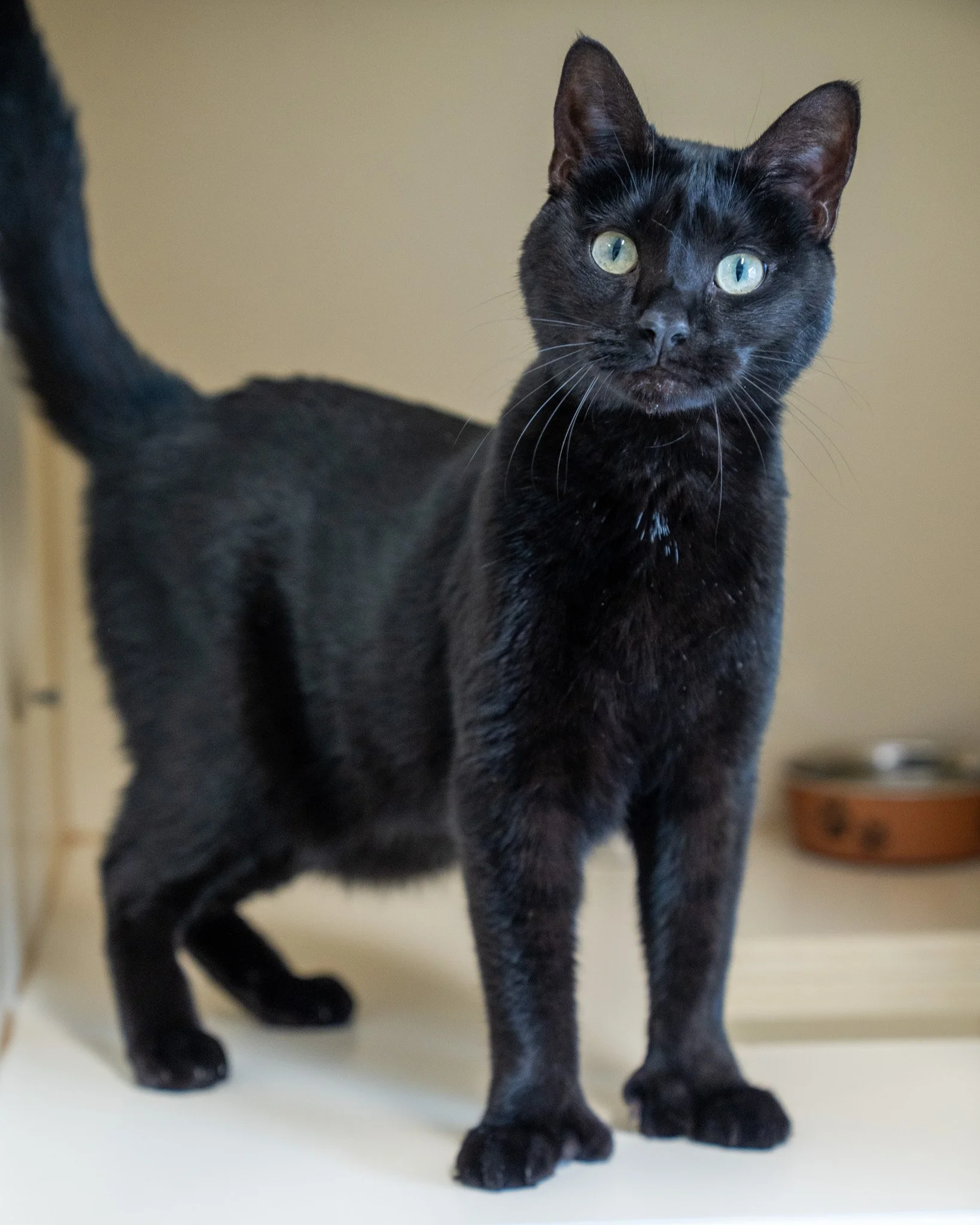 ❤ Kirby ❤
Get a load of those thumbs! Kirby is a 4-year-old, 11-pound Domestic Shorthair cat who's the ultimate gentleman. He's a big guy who loves rolling around to ask for head scratches and pets. He is a relaxed cat who enjoys hanging out with his