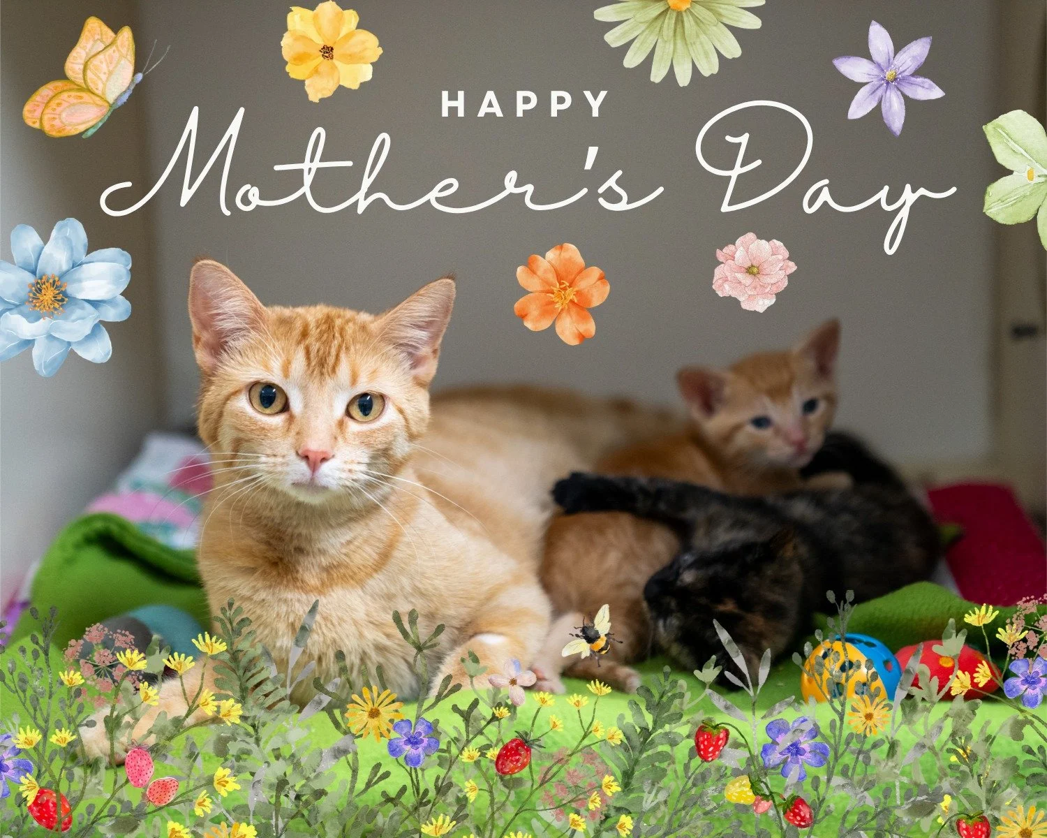 🌼 Happy Mother's Day 🌼

We have so many mothers to thank today! We&rsquo;re grateful for the moms raising the next generation of animal advocates, the dedicated "pet moms" who love their companions oh so much, and the loving dog and cat m