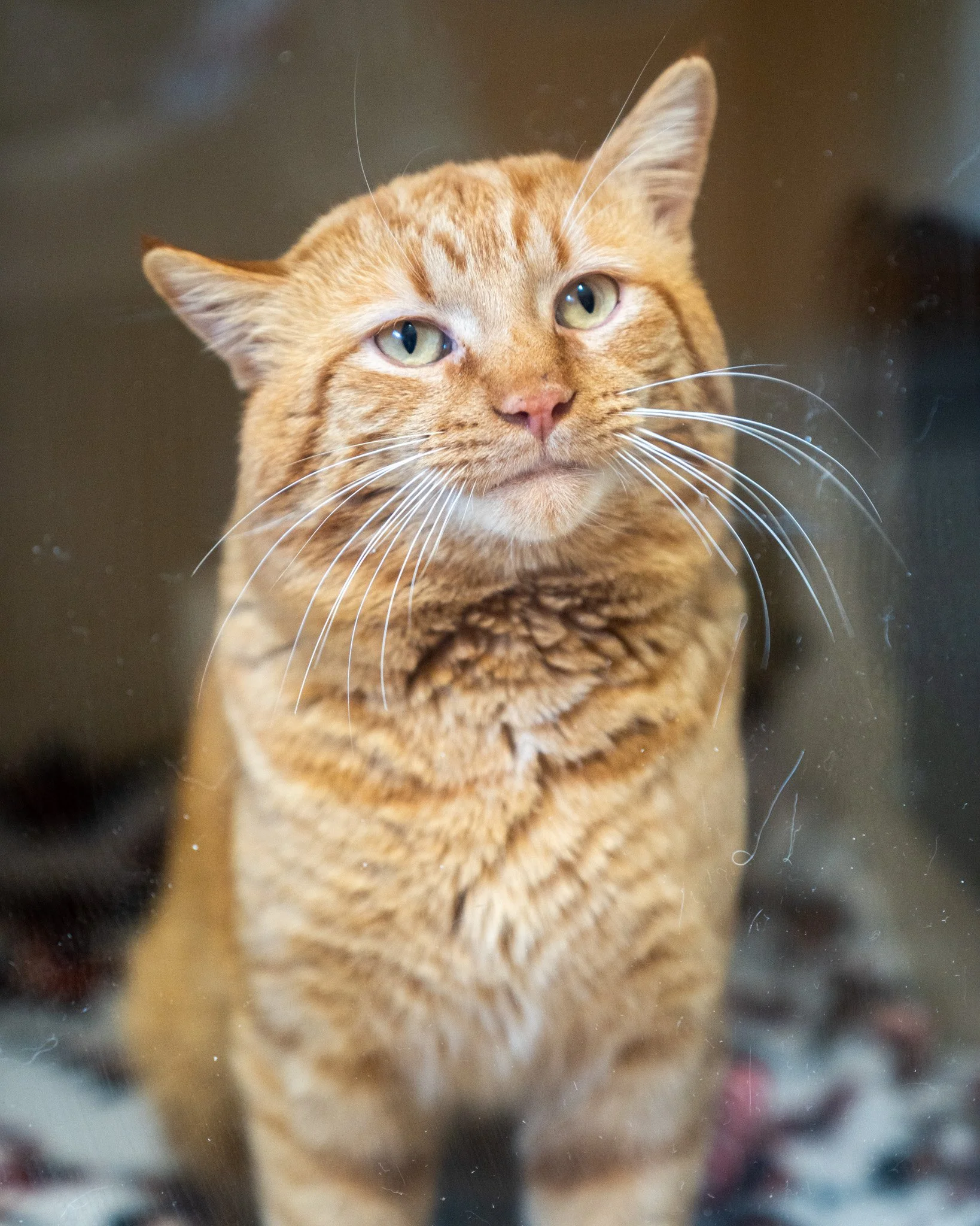 🧡 Phill 🧡
Let this guy Phill your life with cuteness! Phill is a 2-year-old, 9.5-pound Domestic Shorthair cat who came to the shelter as a stray. After frequenting a local family's yard throughout the winter, he was finally befriended and brought i