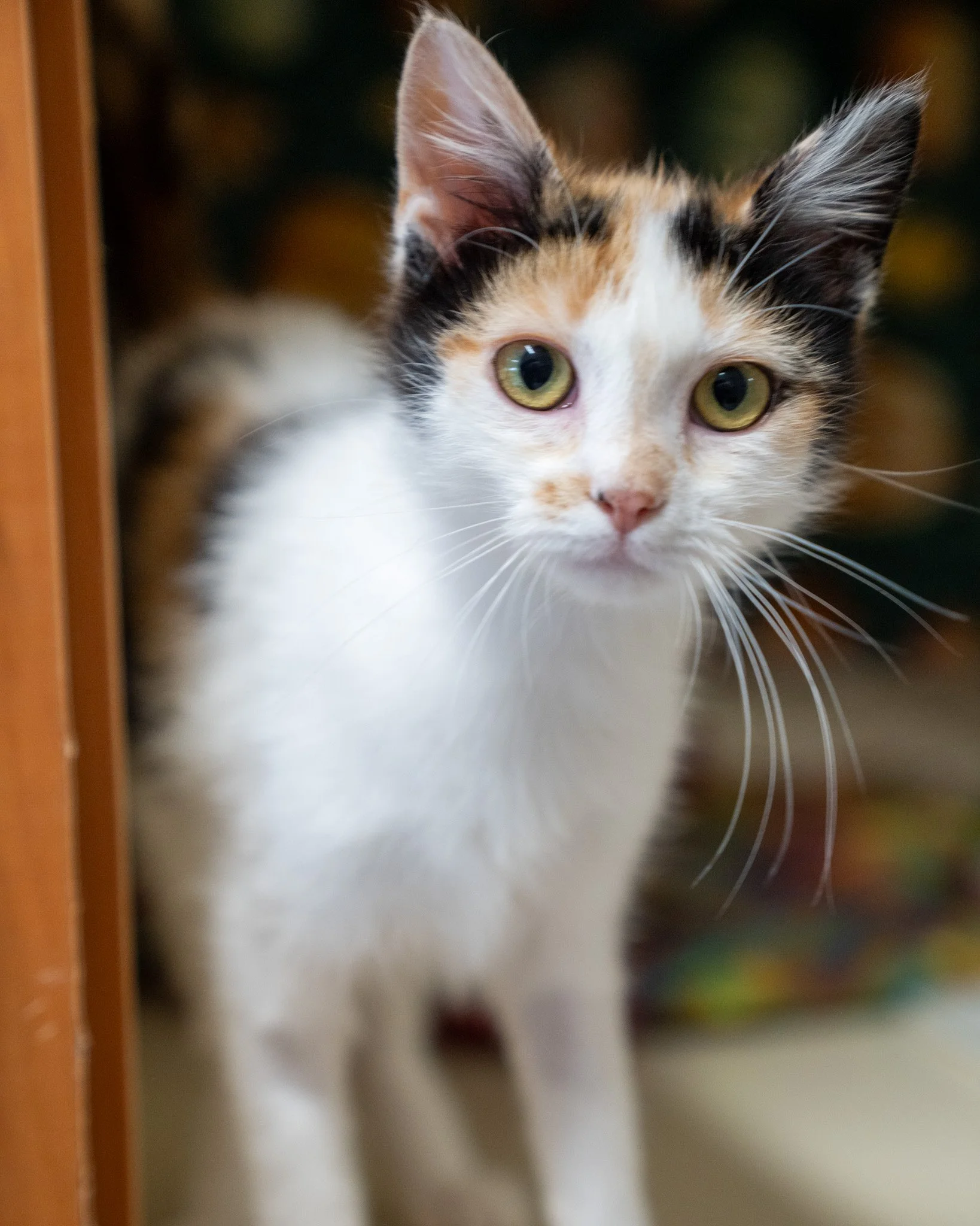 🦅 Falken 🦅

✨ All cat and dog adoptions are $25.00 through May 14th!

Meet Falken, a 5-month-old kitten who arrived at our shelter after a bit of an adventure as a stray. She was actually discovered by two dogs whose curiosity and friendliness was 