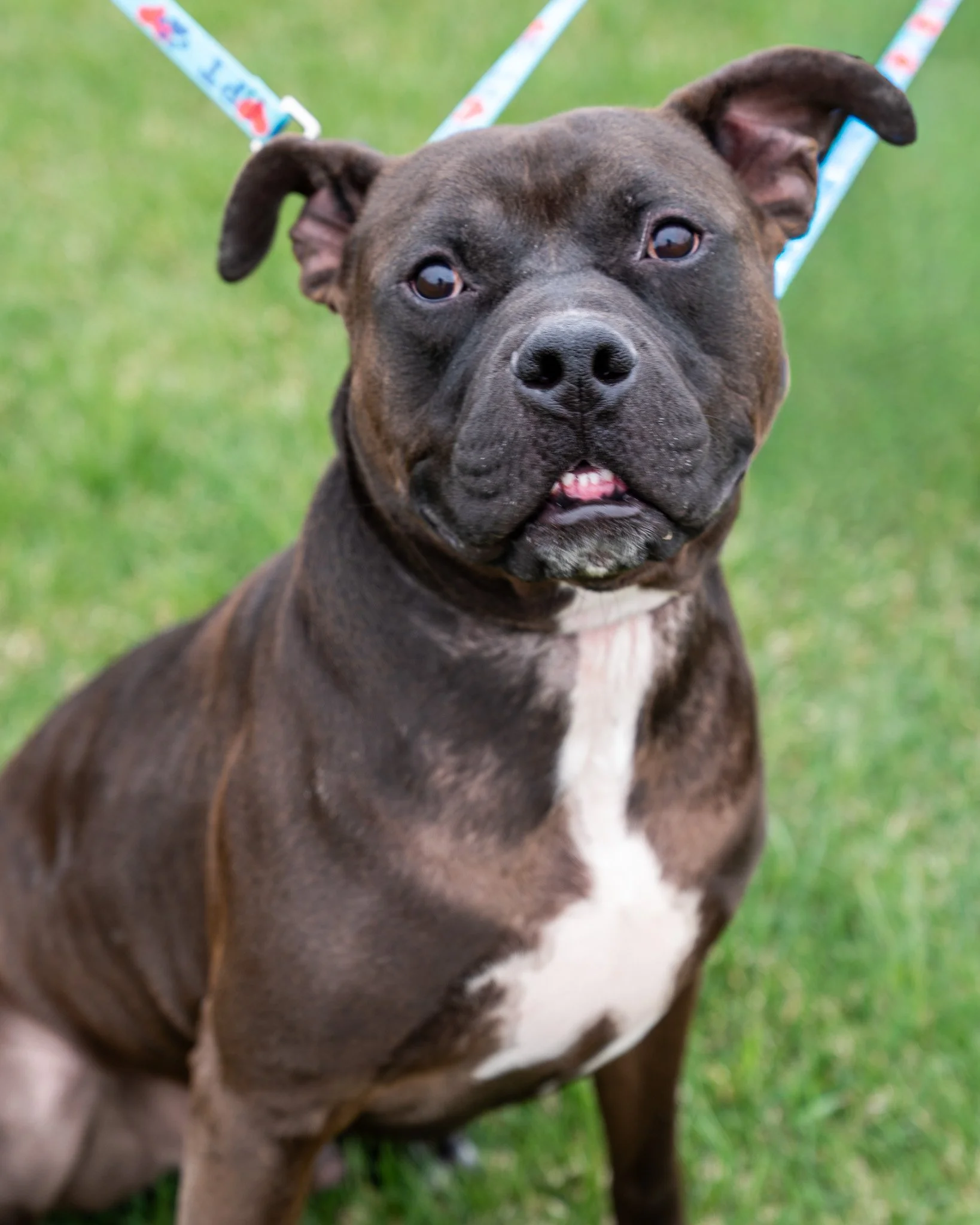❤ Richard ❤

✨ This big guy's adoption fee is discounted to just $25 until May 14th! ✨

Richard is best friend material! At 5 years old and 99.6 pounds, this Pit Bull mix is a big boy, though he doesn't always act like it. Richard came to us as a str