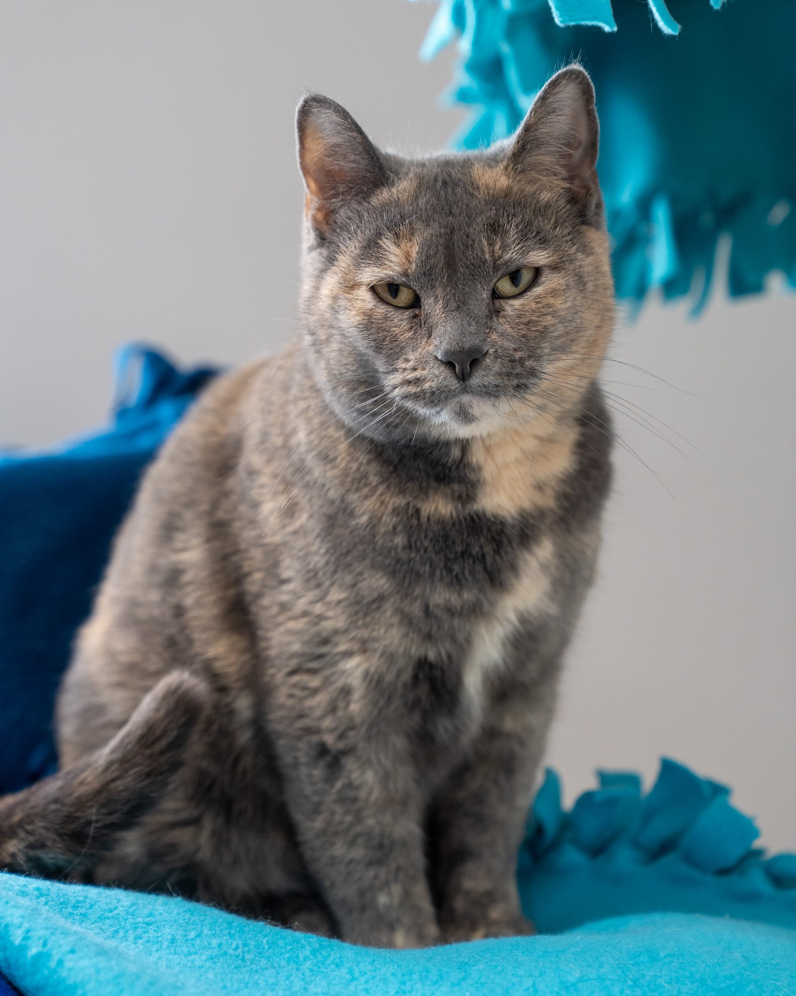 ☁ Kumo ☁

✨ All adoption fees have been reduced to $25.00 through May 14th! This is your opportunity to bring home sweet Kumo!

Kumo is a darling, shy girl who lives happily in our cat community room, but we know she would thrive in a home with a fam