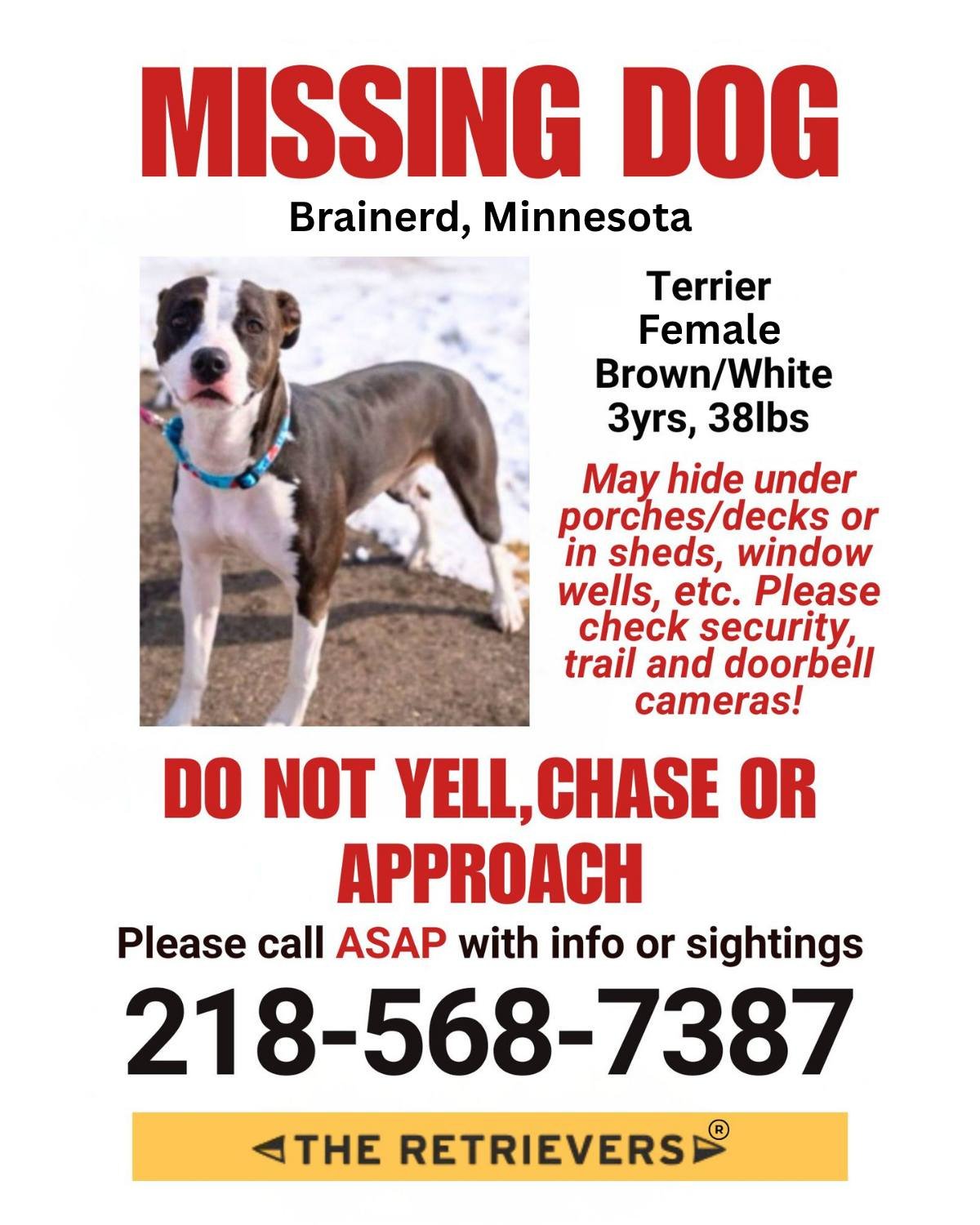 ‼ MISSING DOG ‼
This dog is missing in Brainerd, Minnesota. Please do not yell, chase, or approach this dog as it may scare her away. Please call (218) 568-7387 with information or sightings.