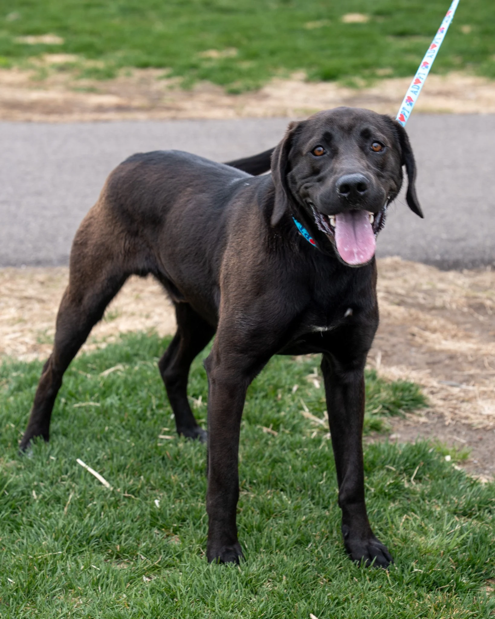 😘 Frank 😘
Meet Frankie Boy! This 1-year-old, 65-pound Lab mix arrived at the shelter after a pretty crazy adventure. Frankie originally wandered onto a farm as a stray where he decided to make friends with the resident dogs and even attempting to j