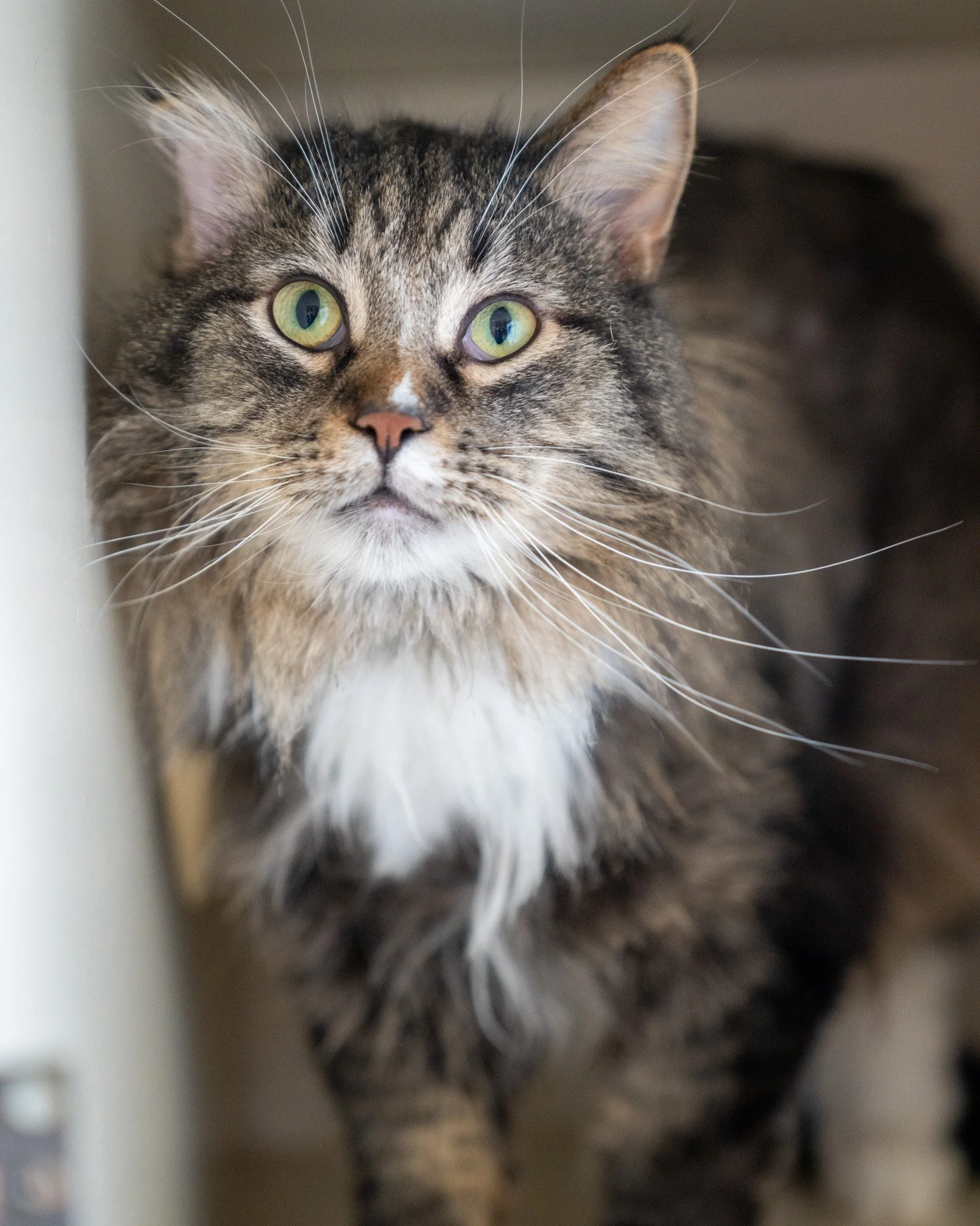🥹 Willy 🥹
This guy Willy wants to go home with you! He's a 4-year-old, 14.5-pound Domestic Medium Hair cat who came to the shelter when his owner unfortunately moved and couldn't bring him along. He is a very sweet, friendly boy who's ready to be b