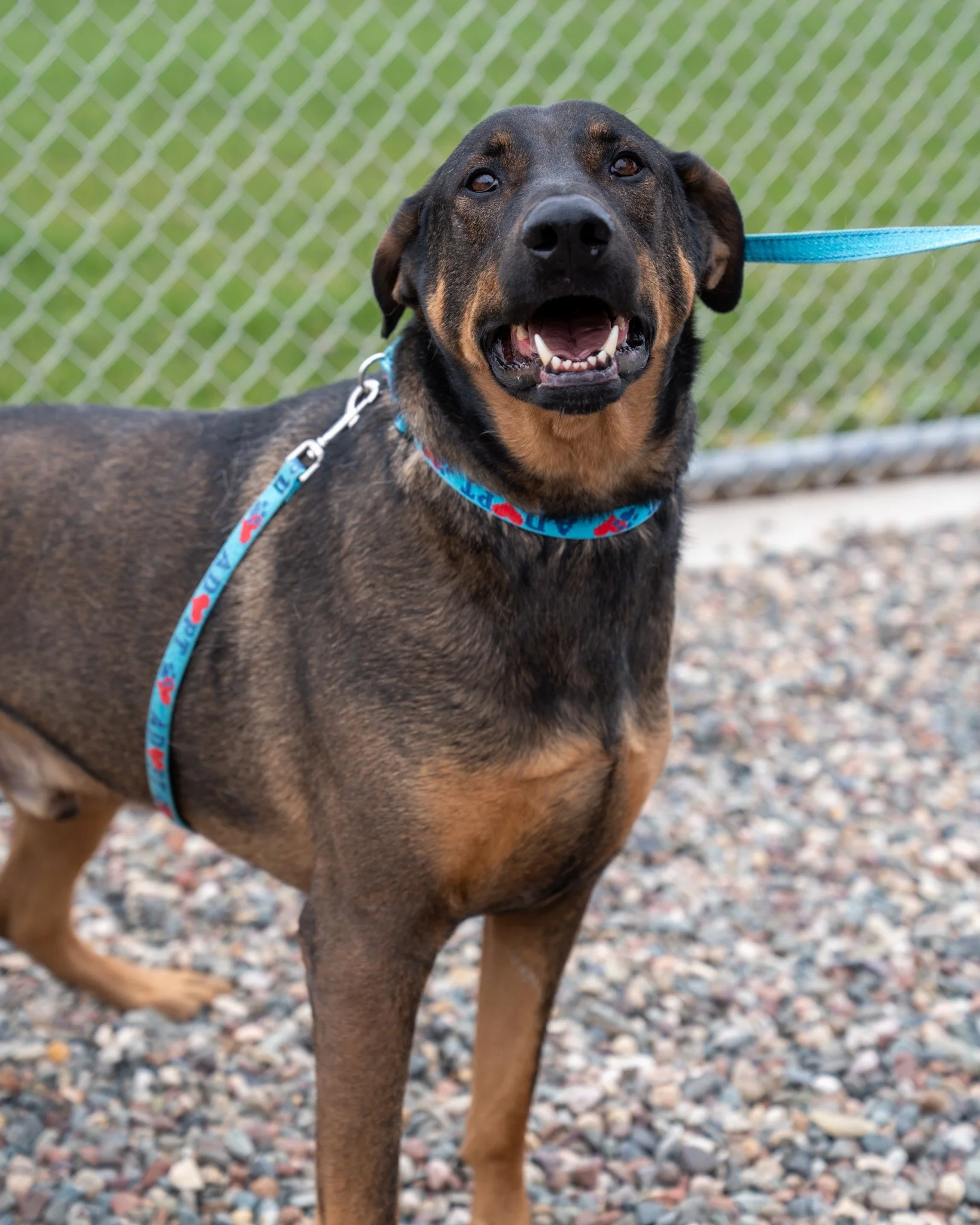 😍 Kyle 😍

✨ALL ADOPTIONS ARE $25.00 THROUGH MAY 14th!

This guy is straight up just a cutie pie - there&rsquo;s no other way to describe him. Kyle is a 2-year-old, 75-pound German Shepherd mix who was found along a highway and, unfortunately, never