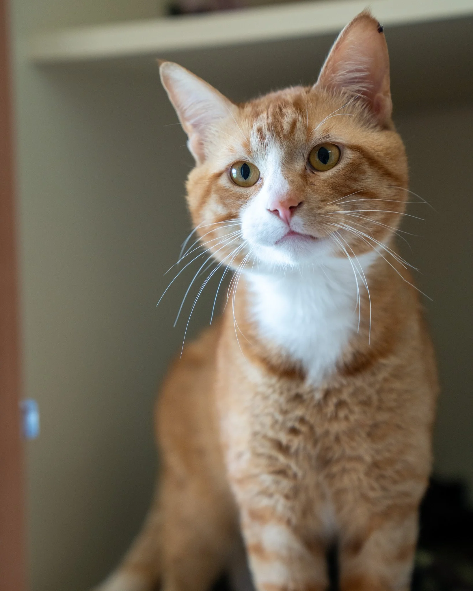 🔥Blaze 🔥

✨ALL ADOPTIONS ARE $25.00 THROUGH MAY 14th!

Those chunky cheeks are calling to you! Blaze is a 1-year-old, 10-pound Domestic Shorthair with a lovely personality. He's friendly, cuddly, playful, and sleepy - the perfect companion to enter