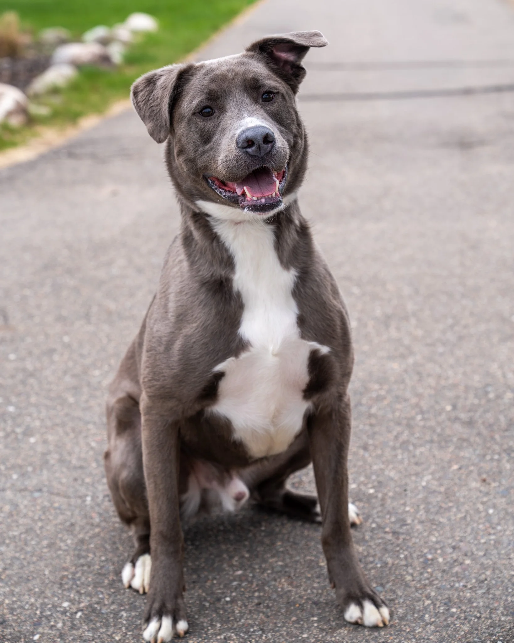 ❤ Arlo ❤

✨TODAY IS THE FINAL DAY OF OUR $25 ADOPTION PROMOTION! TAKE A CHANCE AND TAKE ARLO HOME! ✨

Sweet Arlo is a 2-year-old, 59-pound American Bulldog Mix who came to the shelter when his owners unfortunately split and neither could care for the