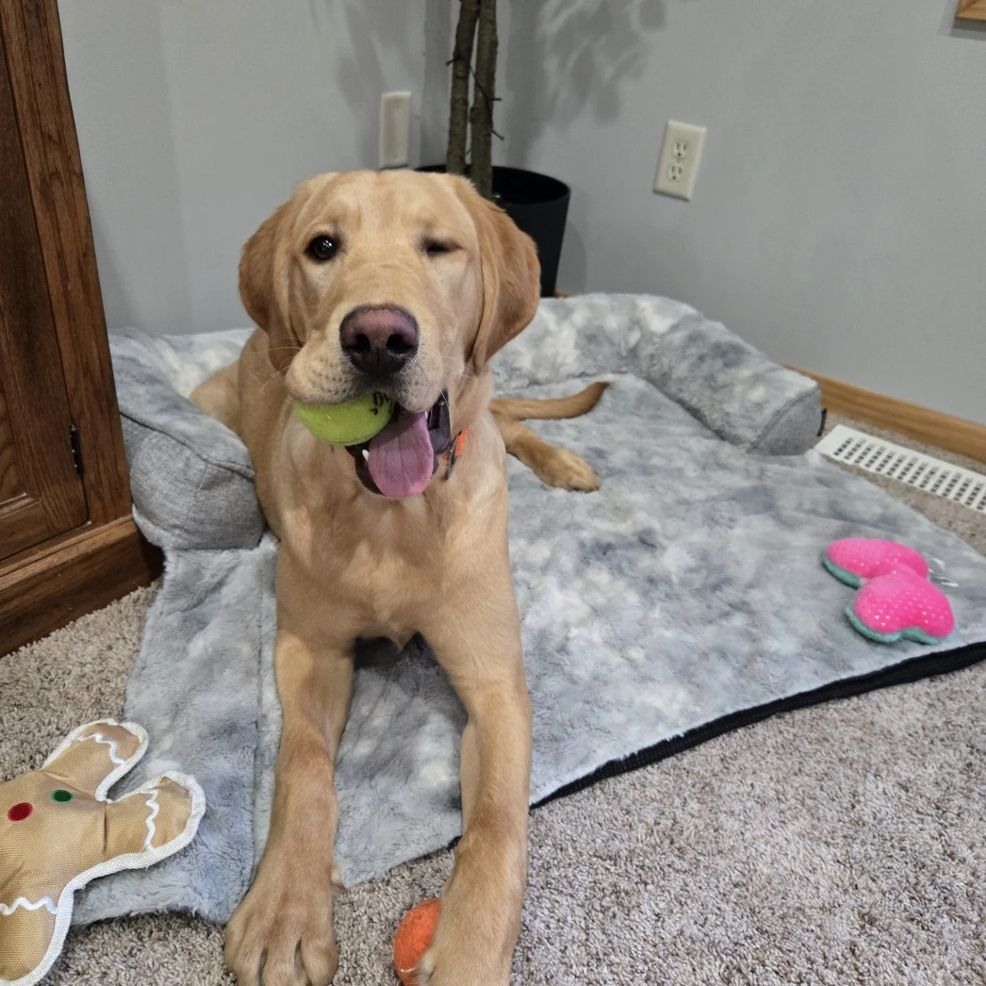 ☀ Sunny ☀
Let this sunny boy light up your life! Sunny is a 9-month-old, 80-pound Golden Retriever and Lab mix who knows for a fact that fetch is the best thing in the entire world. He's an energetic guy who loves to play with his toys (especially ru