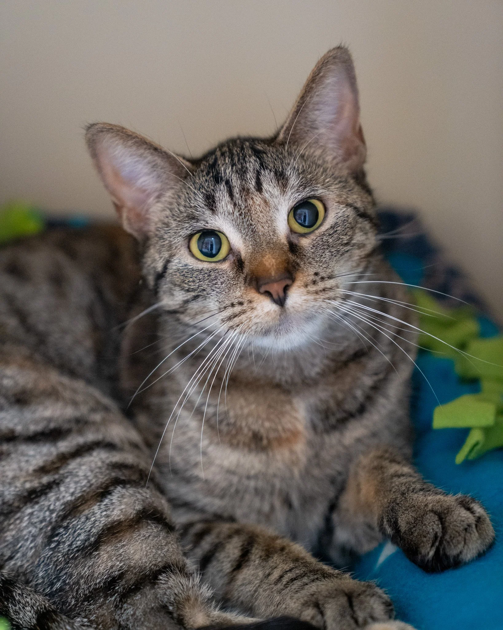 🪐 Saturn 🪐
Meet Saturn! Much like her planetary namesake, she loves to have rings (of people, other cats, toys, and cozy beds) orbiting around her. She&rsquo;s a 2-year-old, 9-pound Domestic Shorthair cat who is as loving as she is lazy.

Saturn is