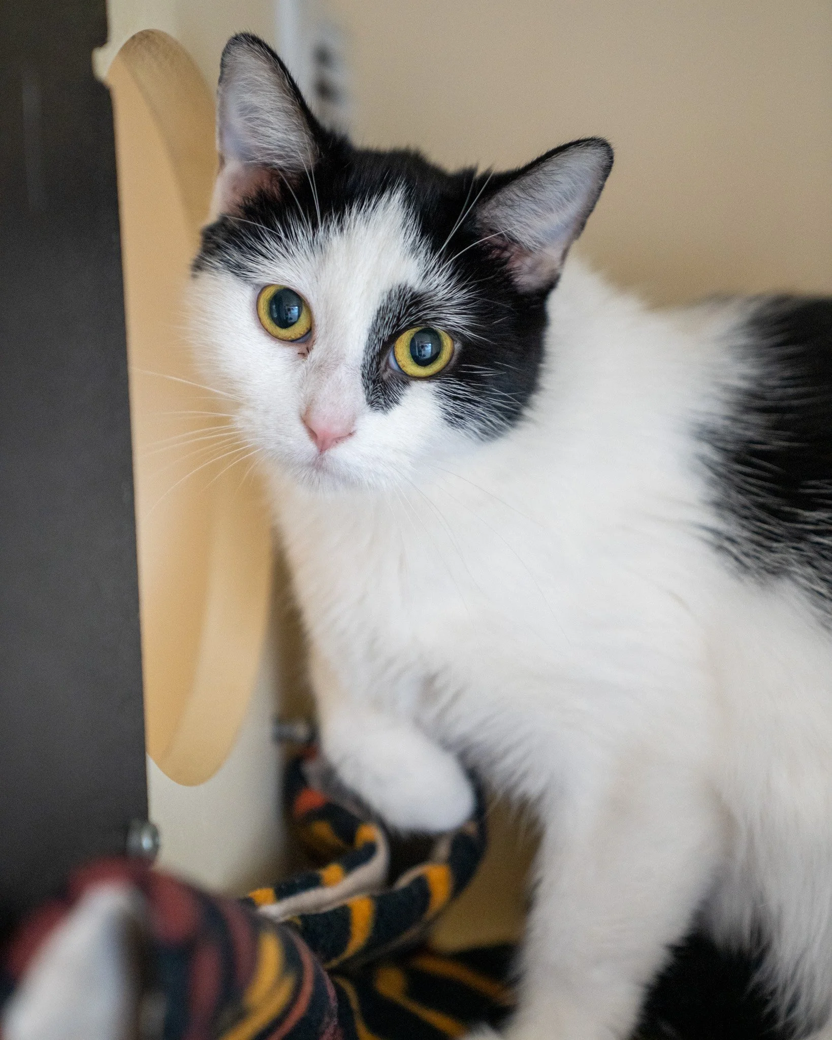 😴 Momo 😴
Meet Momo, a sweet and quiet 1-year-old, 7-pound Domestic Shorthair cat. She was surrendered to the shelter when her owner could, unfortunately, no longer care for her. She's a shy gal who loves to find little places to snooze. In fact, he