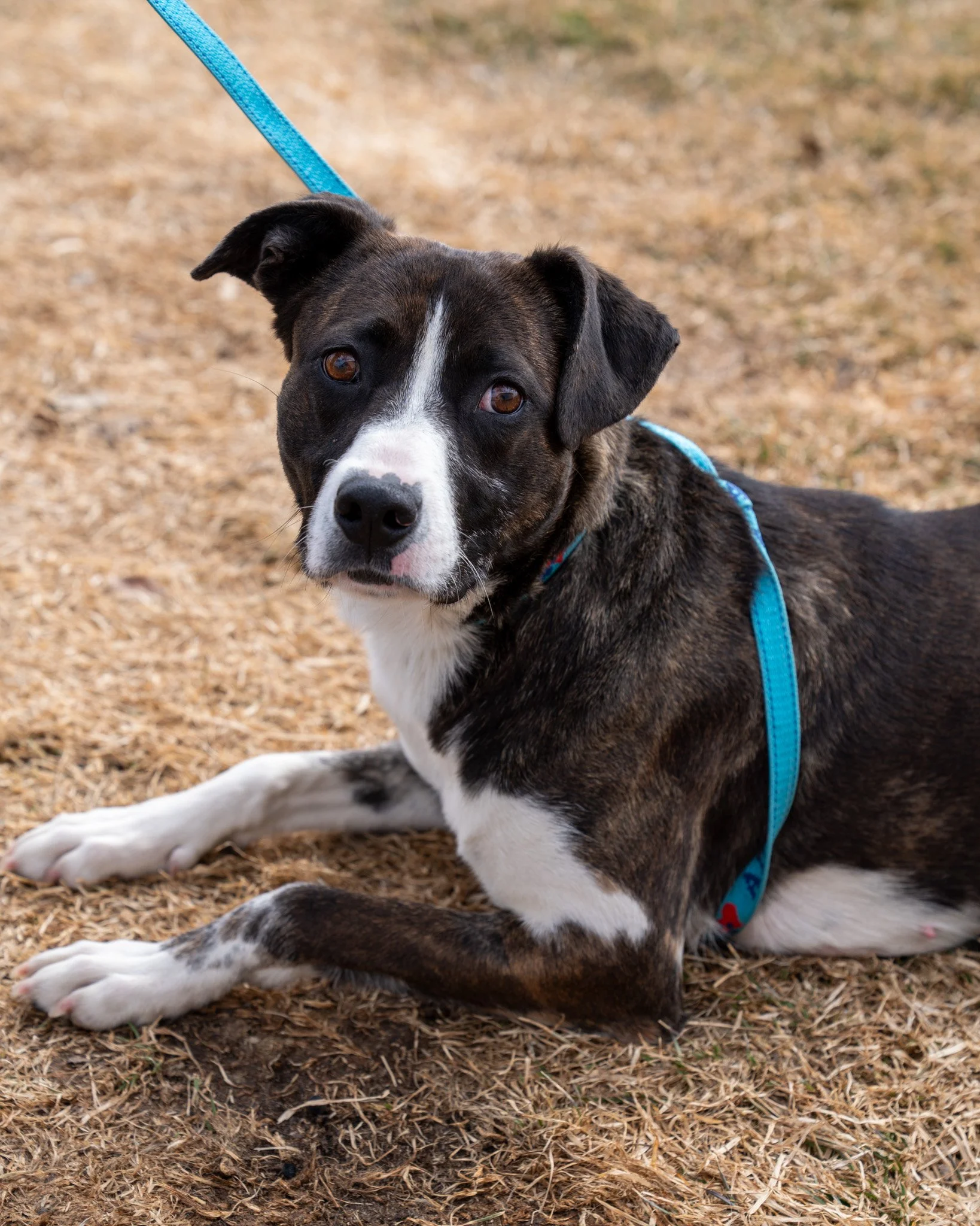 🥰 Sylvia 🥰
Meet Sylvia, a 1-year-old, 57-pound mixed breed pup. Before coming to the shelter in February, Sylvia survived on her own for over two months, roaming a neighborhood while temperatures dropped to -30 degrees. Thanks to some helpful membe