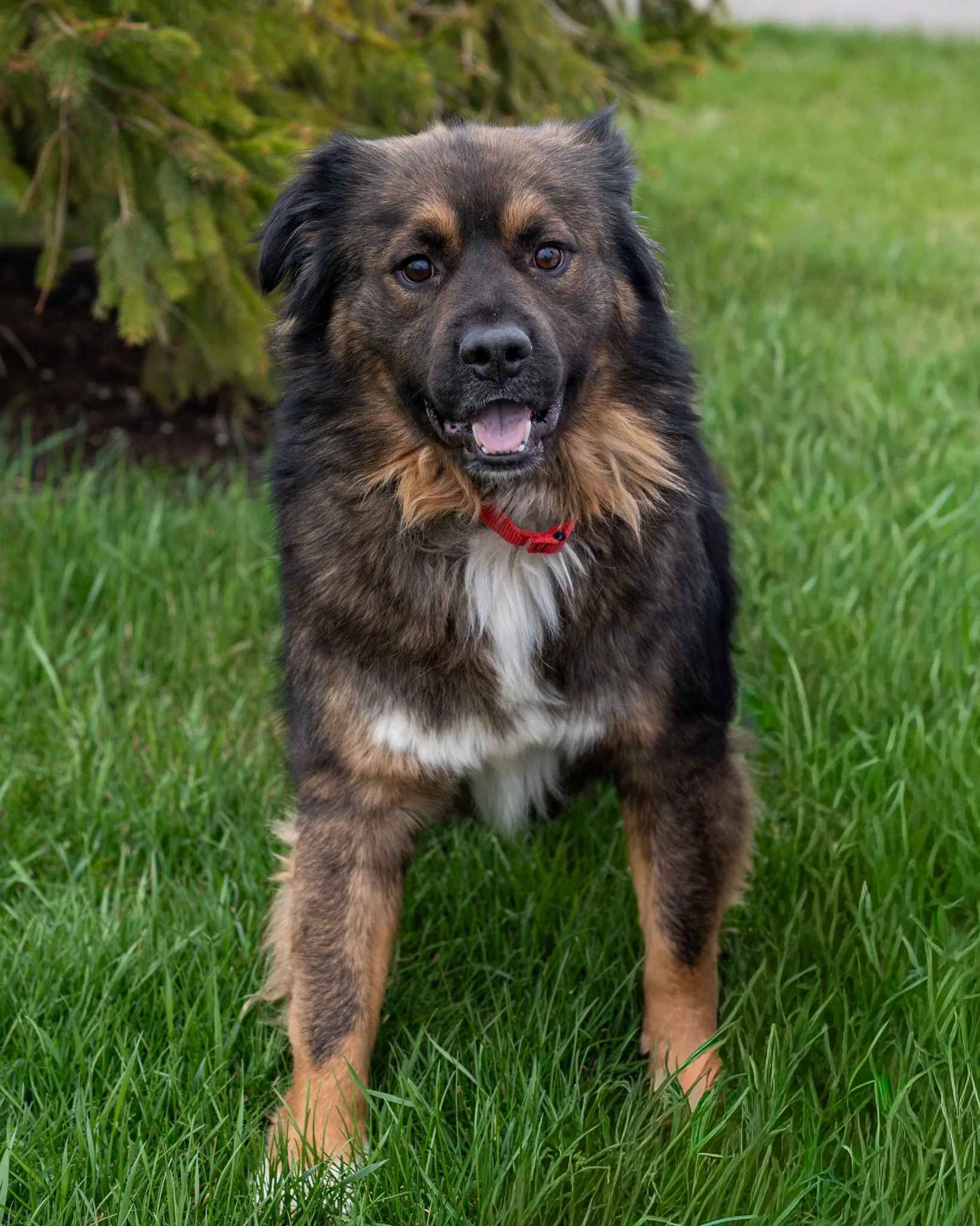 Sinclair just hit 100 days in the shelter. Please help this sweet boy find his forever family!

Sinclair is a 3-year-old, 55-pound Chow Chow and Shepherd mix who came to us from a difficult hoarding situation. When he first arrived, he was in rough s