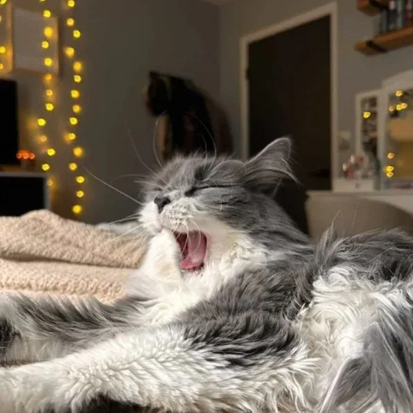 ✨ Sunday Success Story ✨

"On March 13th, of this year I went to the movie theater with my mom to watch &ldquo;Reminders of Him.&rdquo; Long story short the movie made me want a kitty! Later that night I told my mom I really wanted to get one, s