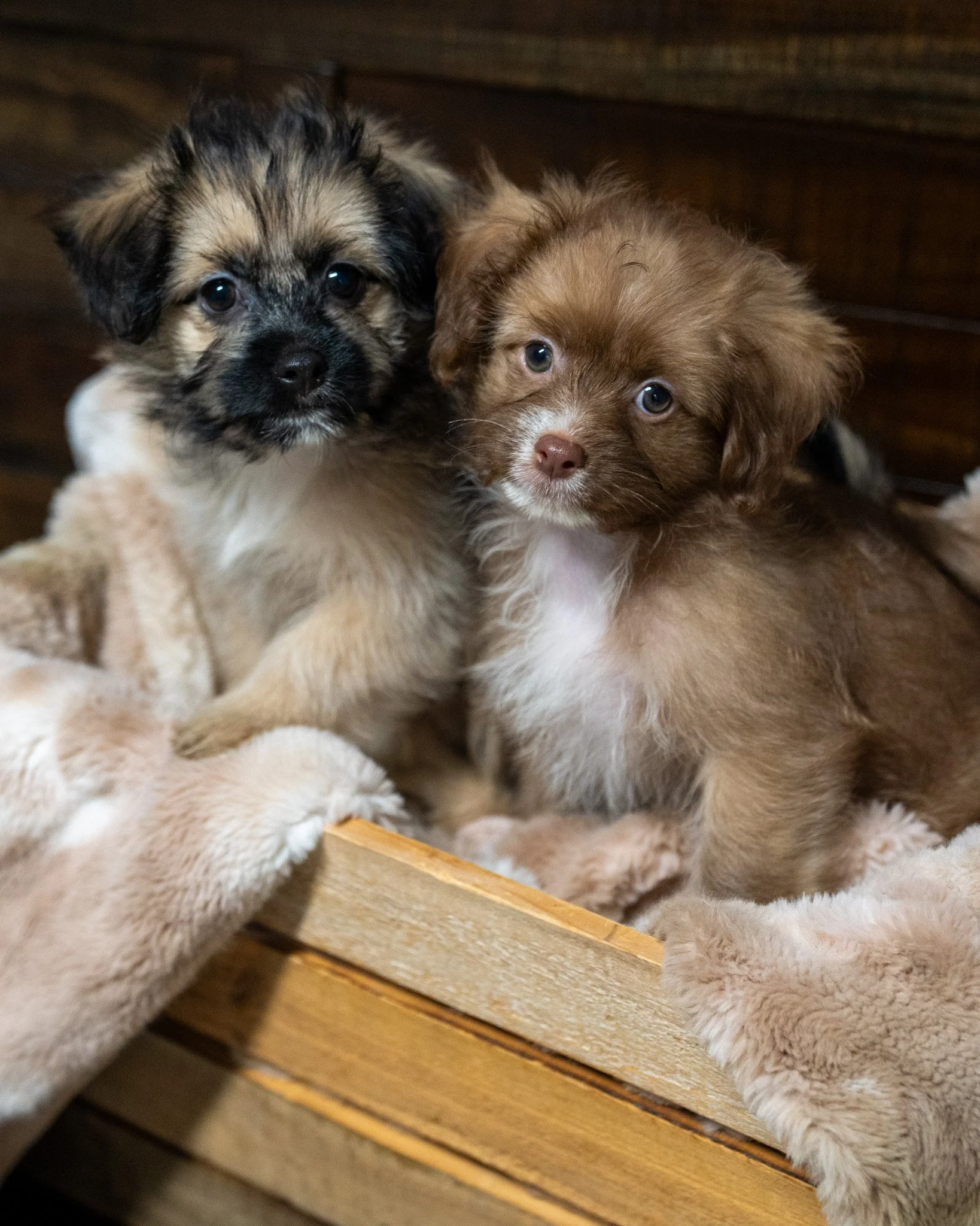 ☀ Add Some Joy to Your Spring ☀

The Babinski Foundation is bursting with puppies, and spring is the absolute perfect time to welcome a new furry family member! Adopting now means you'll have the whole summer ahead for outside fun, bonding, and train
