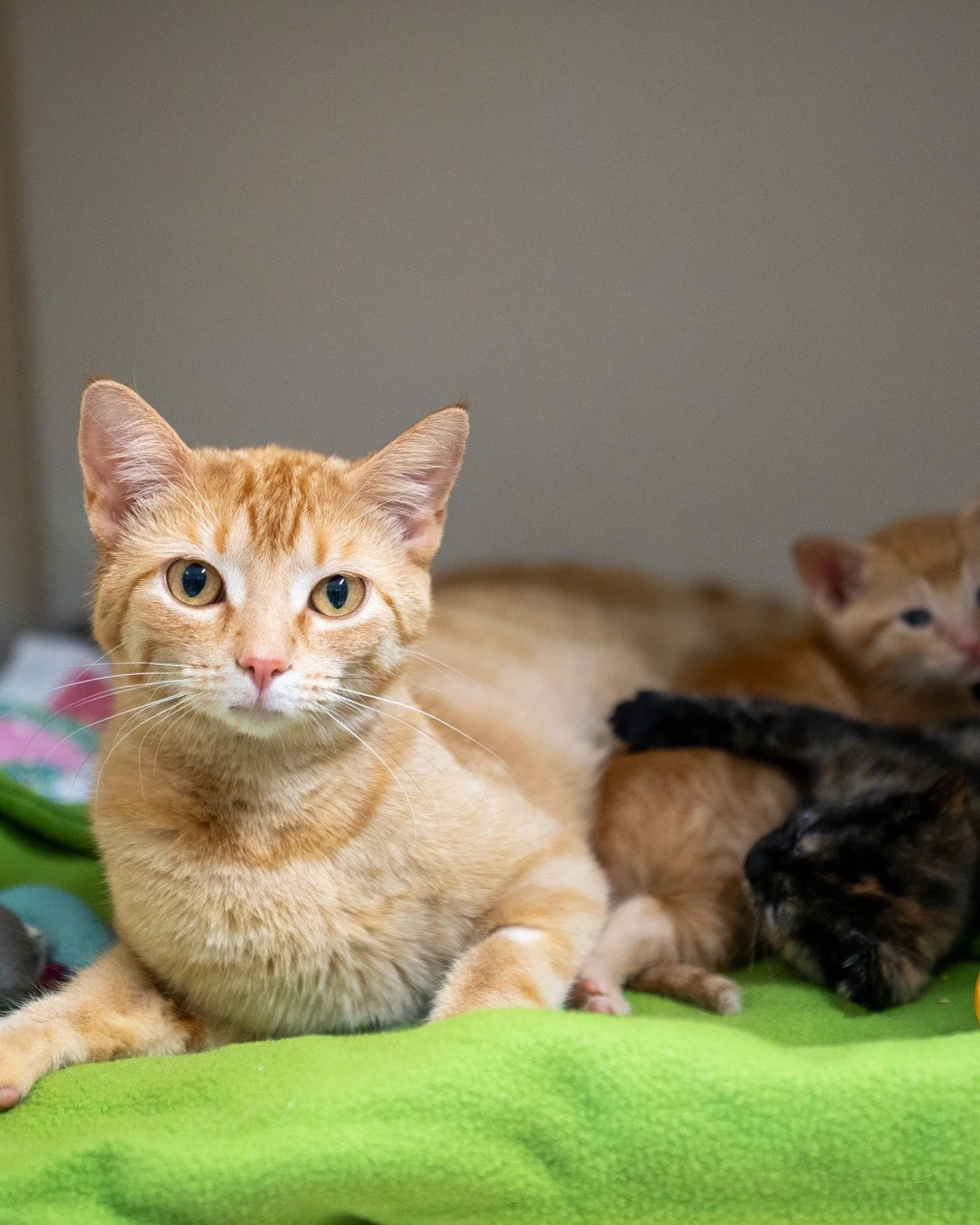 ‼Fosters Needed‼
These three sweet moms are searching for a temporary home to raise their babies! Fostering is an incredible, unforgettable experience. If you're interested in opening up your home and saving lives, keep reading to learn more!

All th