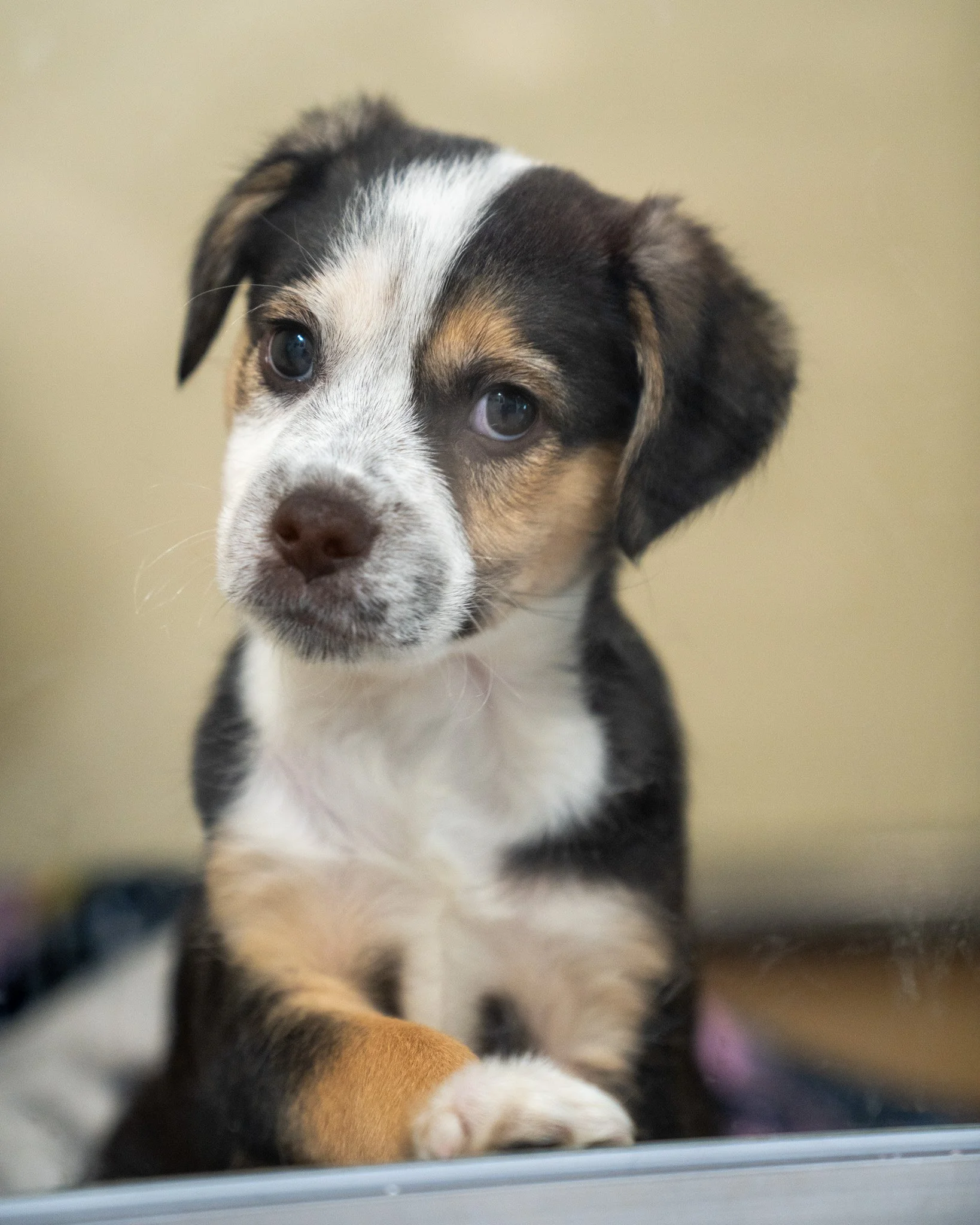 🧀 The Cheesy Litter 🧀
With this crew, you never know who cut the cheese! These 8-week-old Miniature Pinscher mixes have the silliest, most adorable personalities. Pictured in order are Pepperjack (M), Gouda (M), Swiss (M), Parmesan (F), Colby (M), 