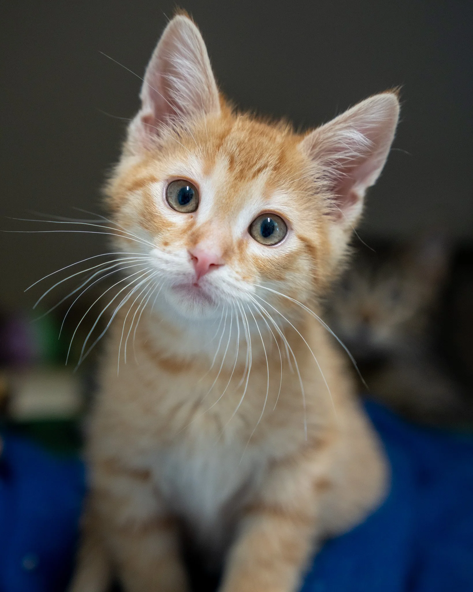 🌏 The Globetrotters 🌏

Pictured in order: Finland, Fiji, Norway, &amp; Peru!

These 2-month-old Domestic Shorthair brothers were surrendered to the shelter when their previous home became overwhelmed with too many cats. Now, they are looking for a 