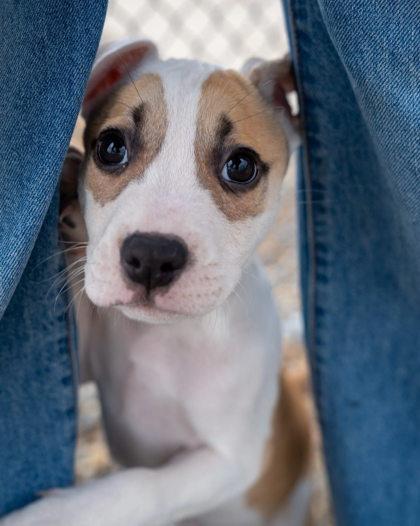 😍 Pitty Puppies! 😍

Pictured in order: Lark (M), Sky (F), Shady (M), Prairie (F), Blue (M), Solace (M)

These ADORABLE Lab and Pitty mix puppies are just 10-week-old babies with huge hearts and huge puppy dog eyes. They're hilariously clingy, alway