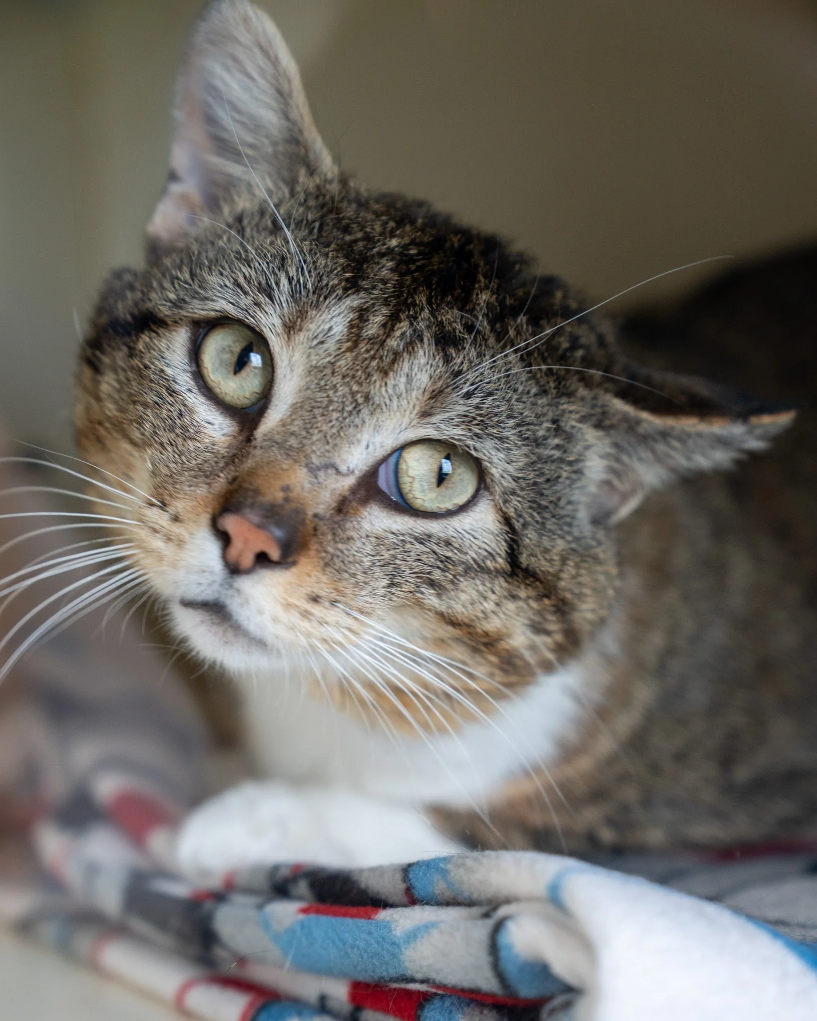 😽 Georgie 😽
Meet Georgie, a 4-year-old, 10.1-pound Domestic Shorthair boy who arrived in a gentleman's yard one day and stuck around for a few months until he made his way here! Since coming to the shelter he's shown his appreciation for a warm and