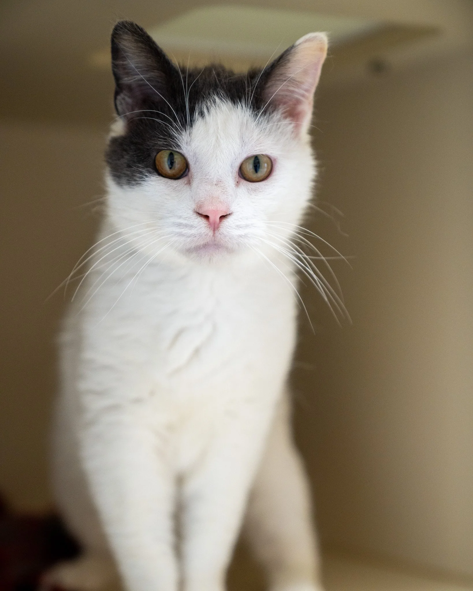 🔎 Snoop 🔎
We call him Snoop because he's always in your business asking for love! Snoop is a 6-year-old, 8.9-pound Domestic Shorthair cat who, according to the kind people who brought him in, showed up crying at their door asking to be let in. They