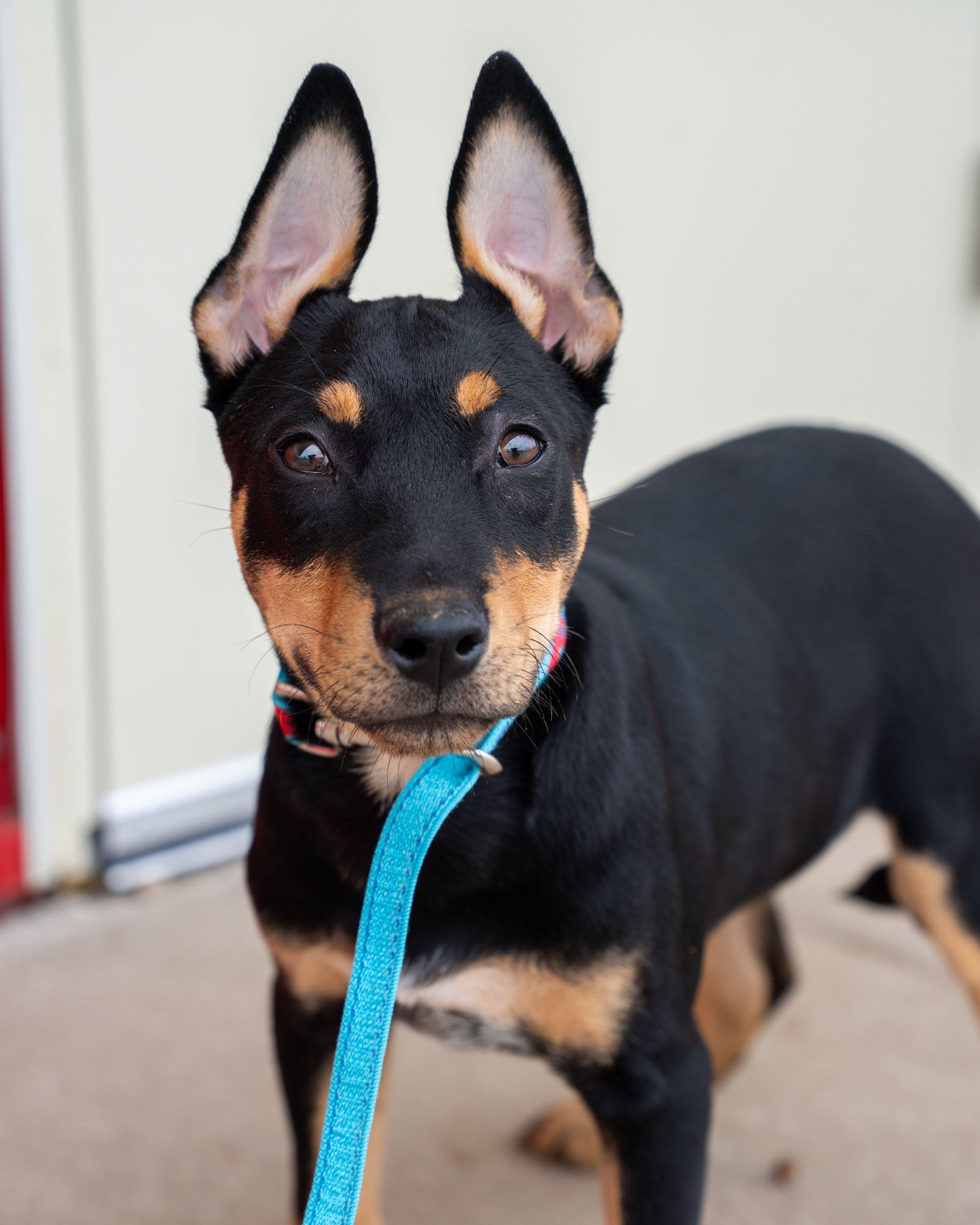 🍃 Tarragon (M) &amp; Sassafras (F) 🍃
Check out these darling 3-and-a-half-month-old Shepherd mix siblings! These pups are absolutely stunning with their adorable eyebrows and gentle personalities. Both of them are big fans of people, but they will 