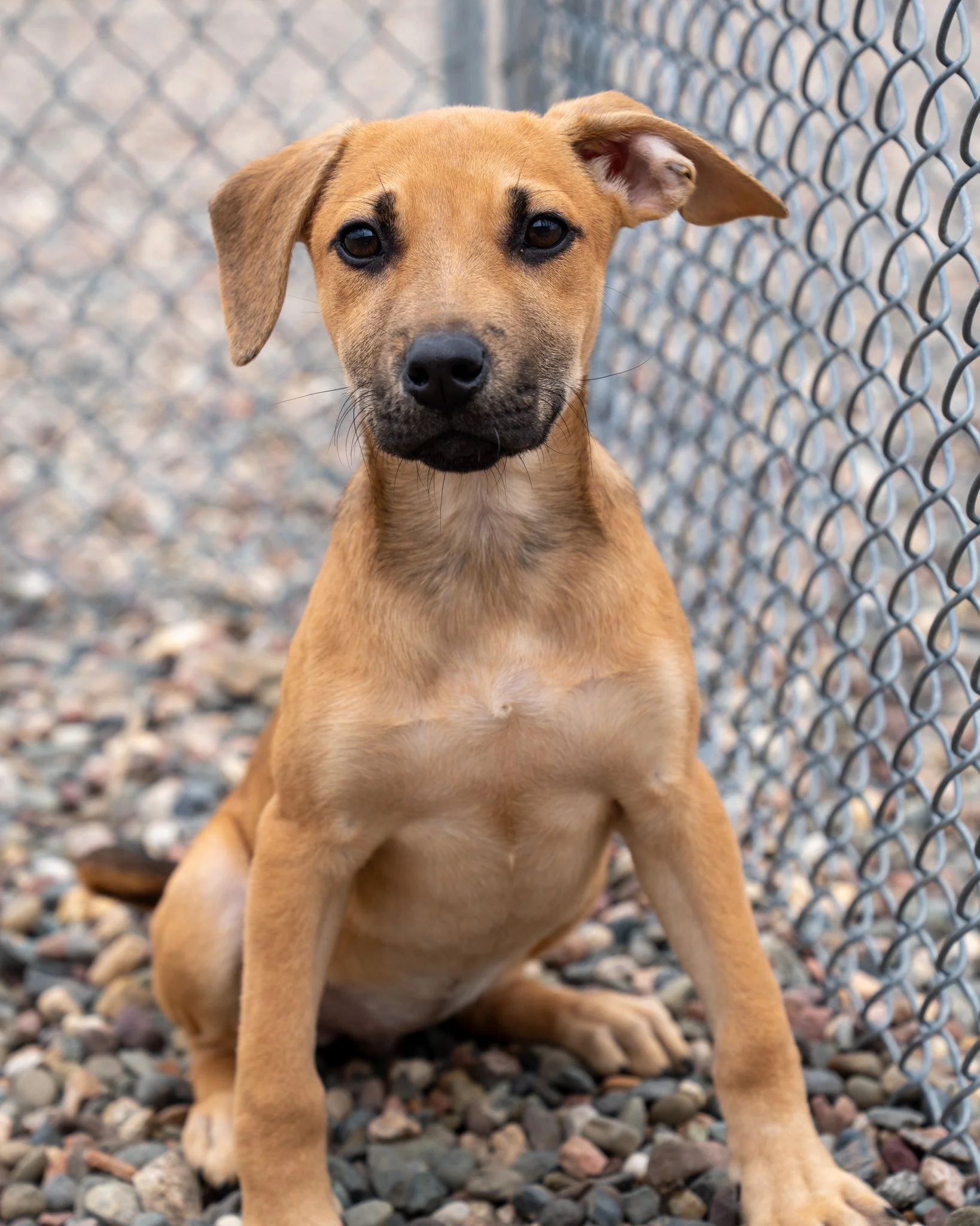 😁 Shepherd Puppies 😁

Pictured in order: Ornata (F), Gerber (M), &amp; Daffodil (F)

Oh me oh my! These puppies are cute as can be. These three littermates are almost four-month-old Shepherd mixes with the most charming personalities! They're confi