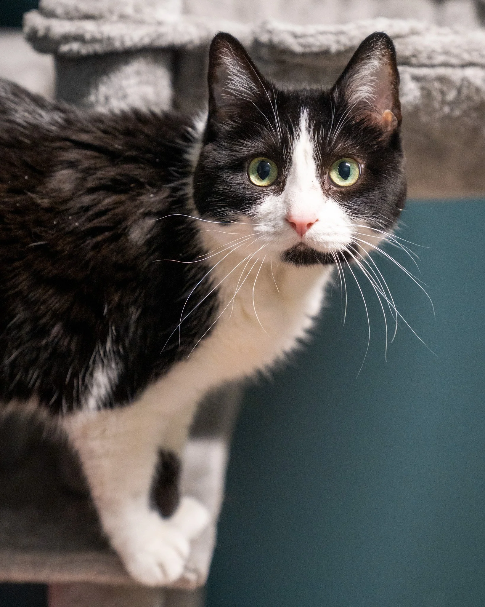 💭 Dreamer &amp; Emmy 💭
Dreamer and Emmy are dreaming of a future home where they can enjoy their retirement together! Dreamer is 10 years old, and Emmy is 11. Having lived their entire lives together, they would love to find a family willing to wel