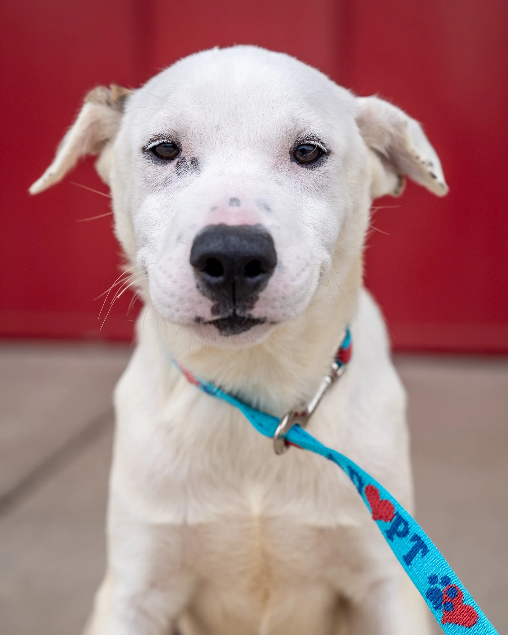 🐟 Nemo &amp; Marlin 🐟
These smiling babies are 4-month-old Dutch Shepherd and Pitty mixes! While they can be a tiny bit coy at first, they absolutely love people. The moment you start petting their chins and talking to them gently, the corners of t