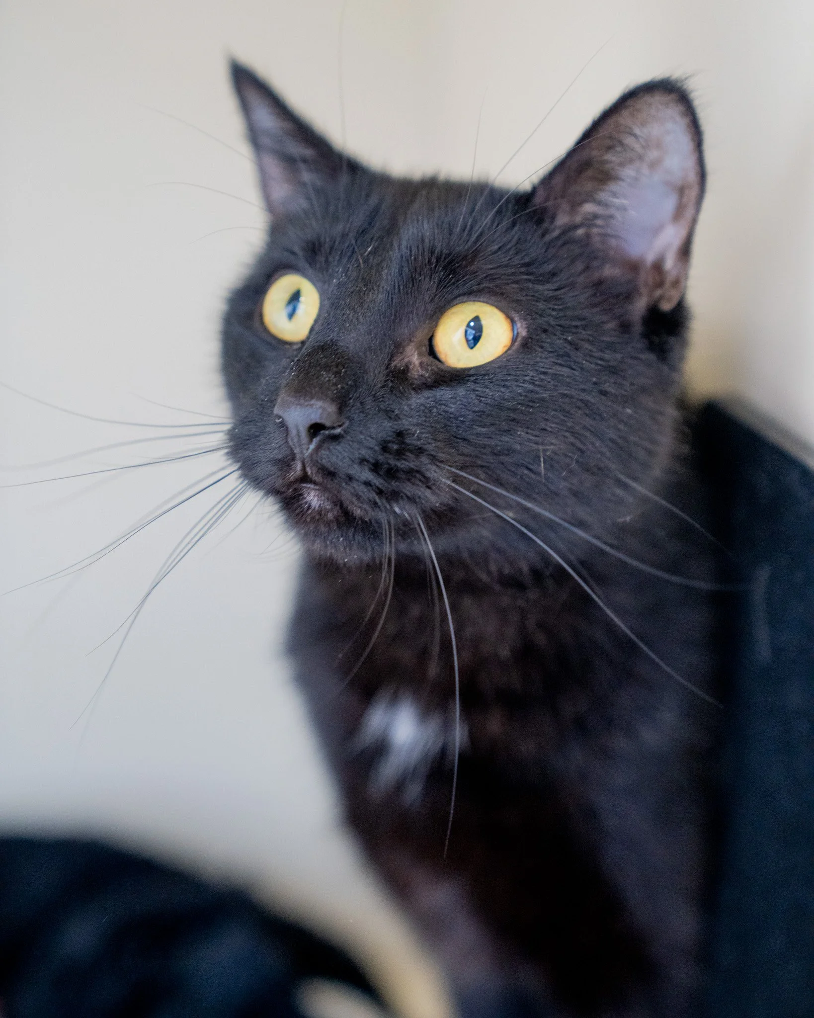 🥰 Bonnie 🥰
Meet Bonnie, a 3-year-old, 11-pound Domestic Shorthair cat. While she likes to talk sometimes with her quiet meow, she's a generally peaceful sweetheart. She loves cozy, small places where she can curl up and rest, but she also enjoys ex