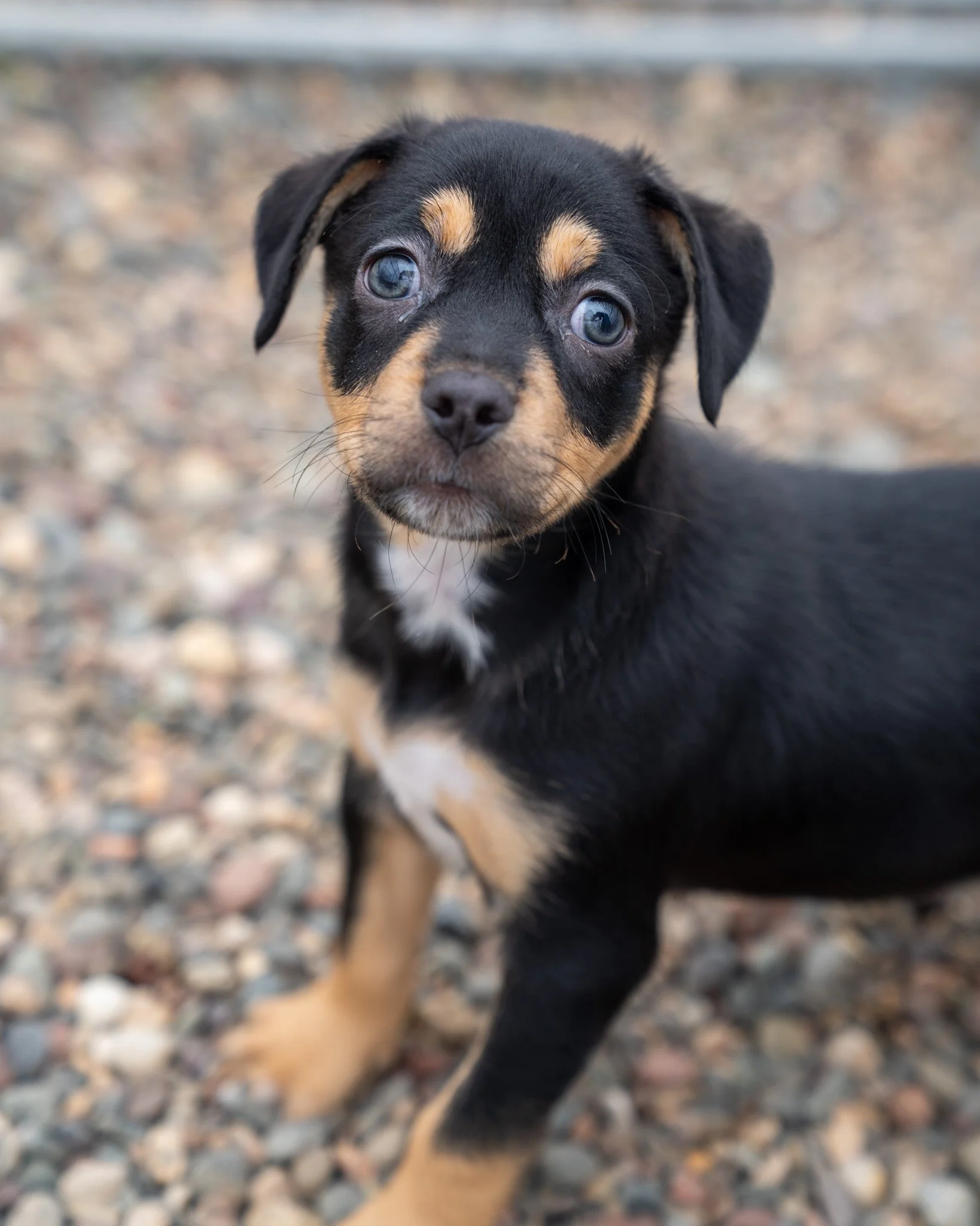 🍸5Rocks Yappy Hour!🍸

Meet these adorable puppies at Yappy Hour tonight, May 28th, from 4:00 to 6:00 PM at 5Rocks Distilling Co.! Cuddle with some puppies, enjoy some drinks, and purchase raffle tickets to support shelter animals! 💸🐾

What's seco