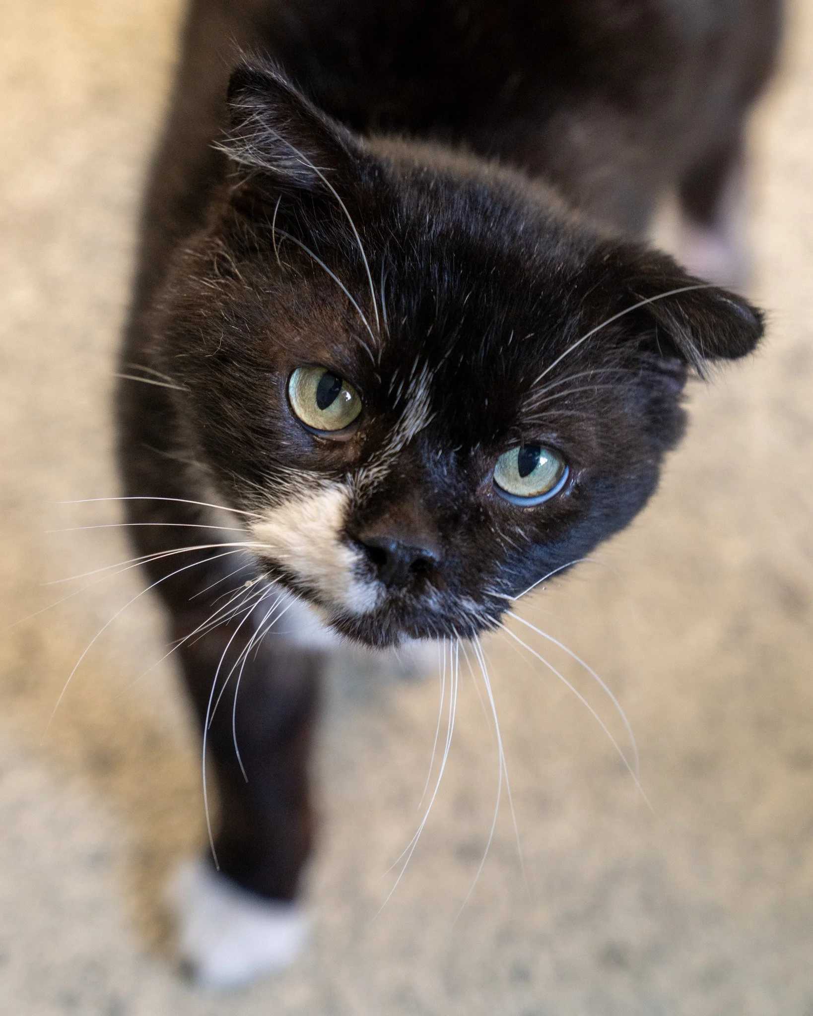 🐟 Nemo 🐟
We&rsquo;re finding Nemo impossible not to love! This 3-year-old, 8.5-pound Domestic Shorthair cat came to us as a stray, and over the past few months, we have completely fallen for this sweet and unique boy. Nemo is an affectionate and fu