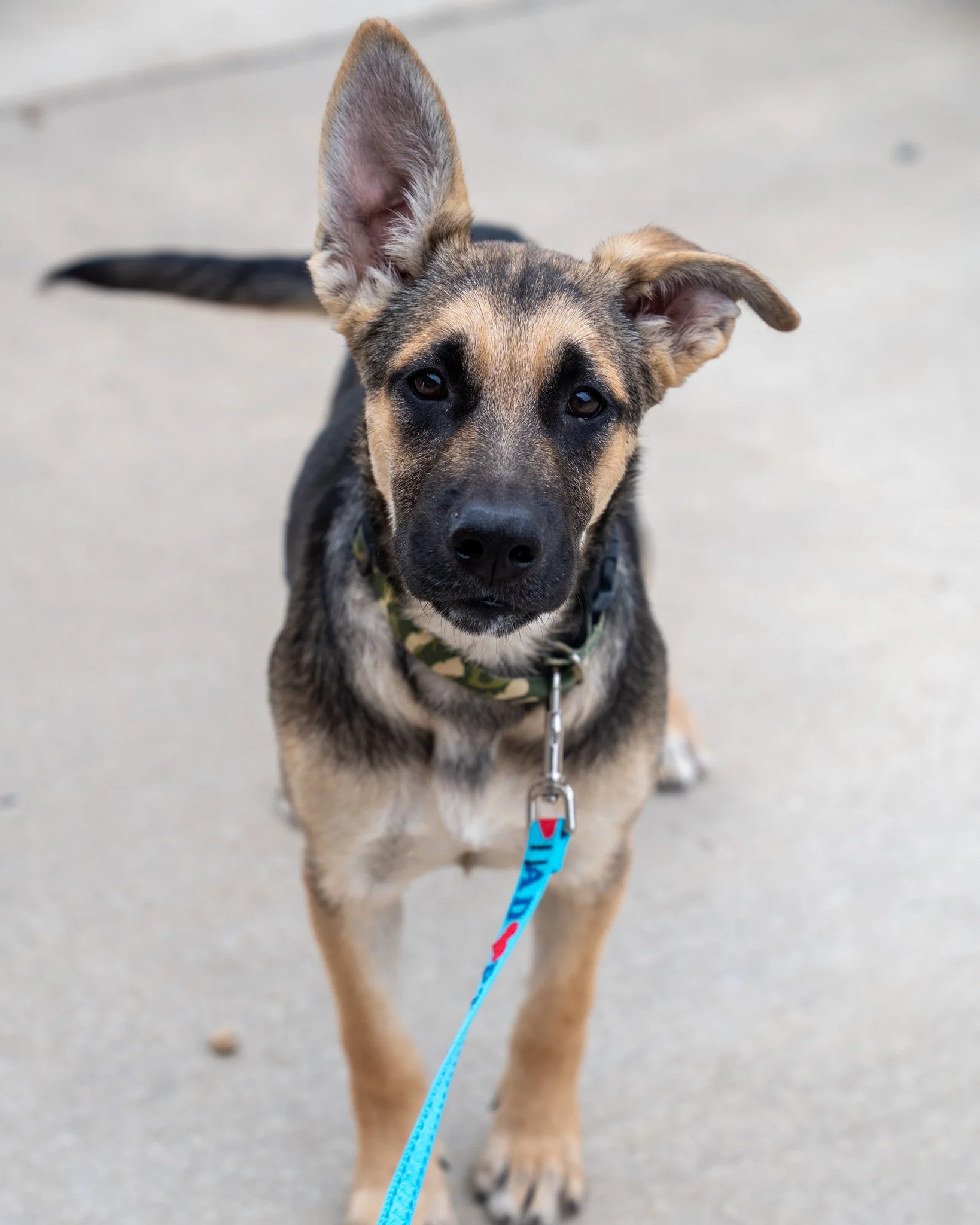 🧡 Stripe, Orange, &amp; Brown Bear 🧡

These three gals (pictured in order) are 5-month-old German Shepherd mixes with such expressive eyes! They are sweet, playful pups who are right in the middle of their cutest, sassiest phases. While they love a