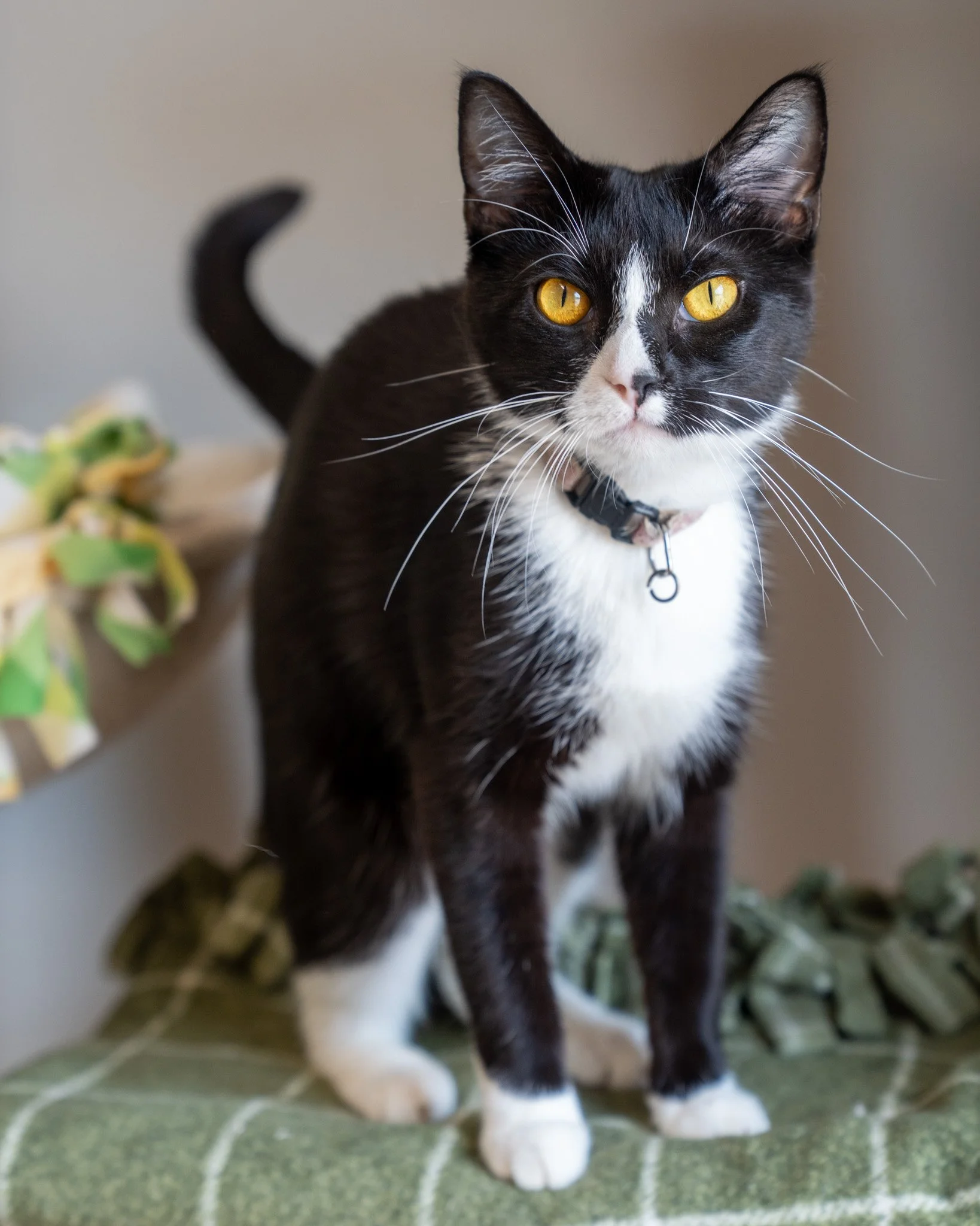 💕 Lucy 💕
Cutie Lucy just celebrated her first birthday in the shelter - we're hoping she can celebrate the rest with a loving family! She's a 7-pound Domestic Shorthair sweetheart who loves to snuggle, roll around, and chase after toys or scratch a