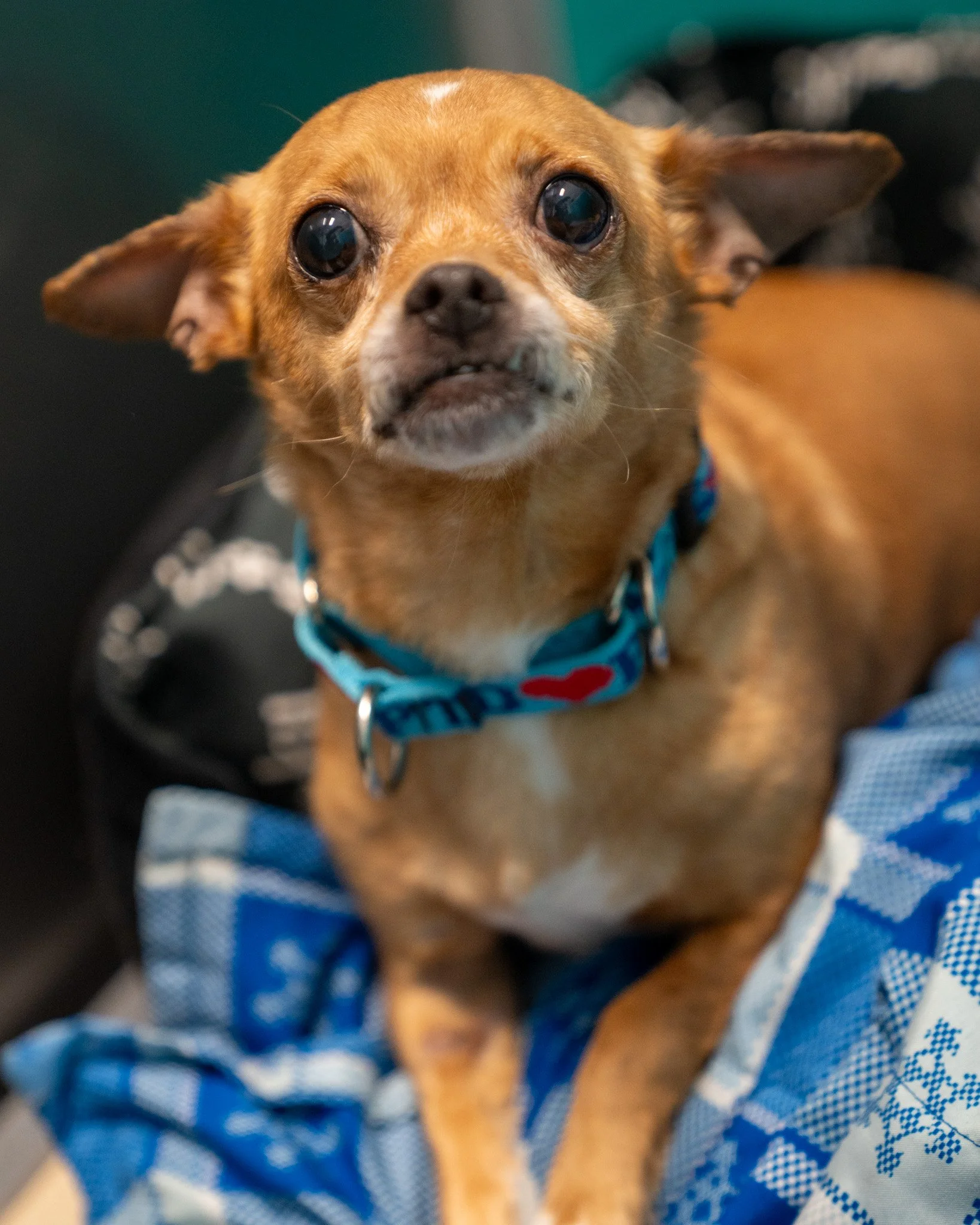 😘 Dixie &amp; Garmin 😘
This darling brother and sister duo will bring so much joy to your life! Dixie and Garmin are 11-year-old Chihuahua mixes, with Dixie weighing in at 10 pounds and Garmin at 15. They're the perfect pair: Dixie is a quiet, clin