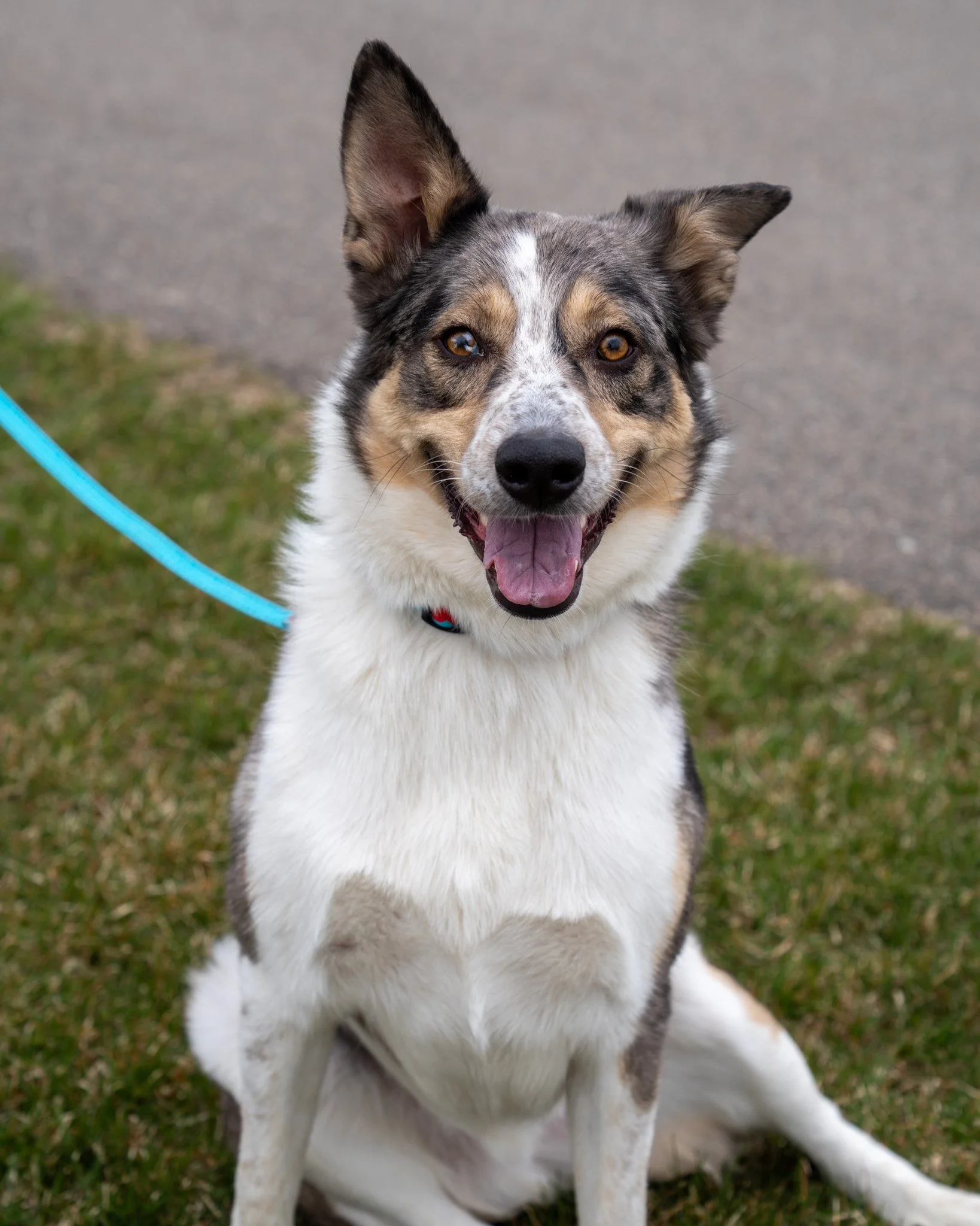 🤩 Lou 🤩
Meet Lou! This guy is a three-year-old, 52-pound Australian Shepherd mix who's a total catch! Lou was originally found as a stray and transferred to us from another shelter, so while we don&rsquo;t know a lot about his history, we&rsquo;re 
