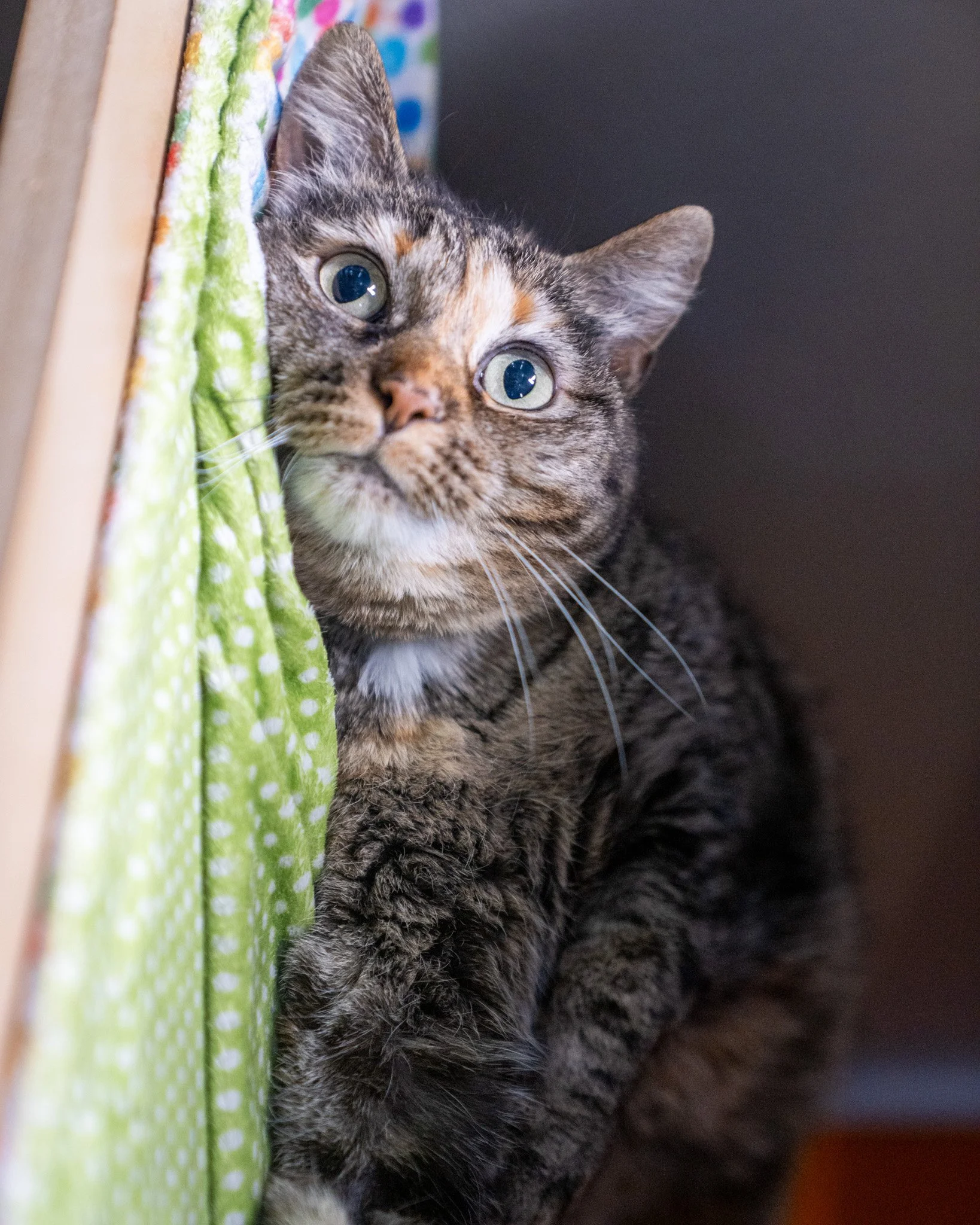 😻Sabrina 😻
Sweet Sabrina is a 2-year-old, 8.7-pound Domestic Shorthair cat who originally lived as a stray before being taken in by some kind strangers. They cared for her for a few months, but unfortunately, suffered from allergies they were unabl