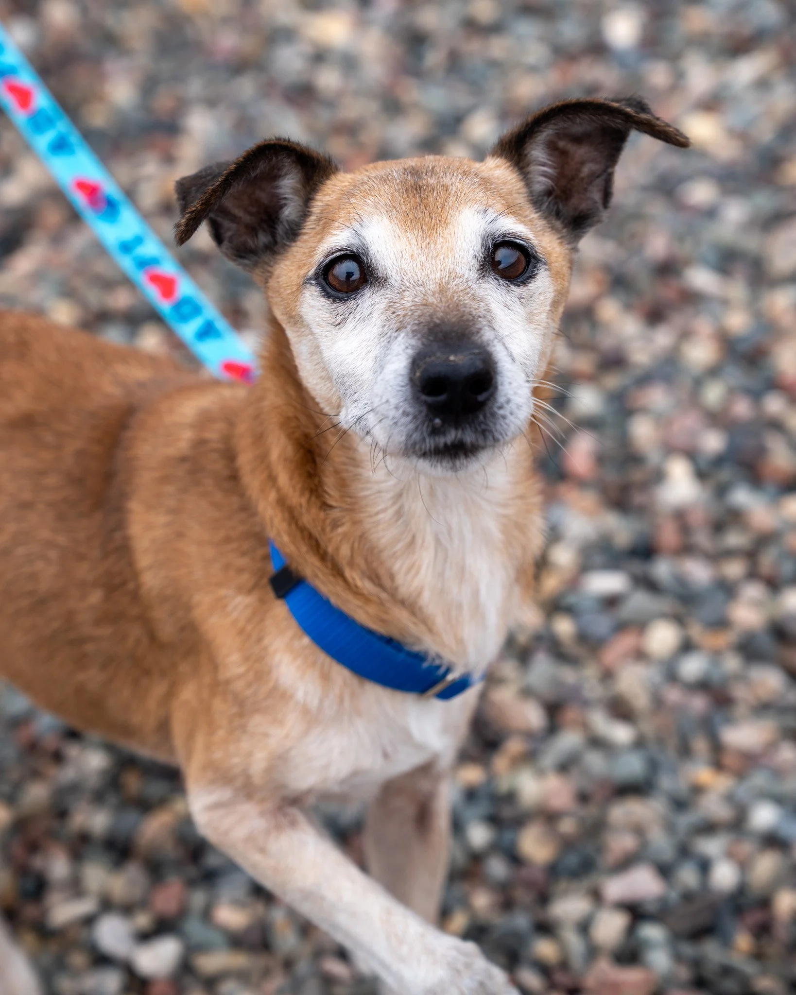 🎶 Lyric 🎶
This little lady has us singing her praises! Lyric is a 10-year-old, 16-pound Terrier mix who came to the shelter as a stray after wandering into someone's yard. She was underweight and a little scared at first, but just so sweet. She abs