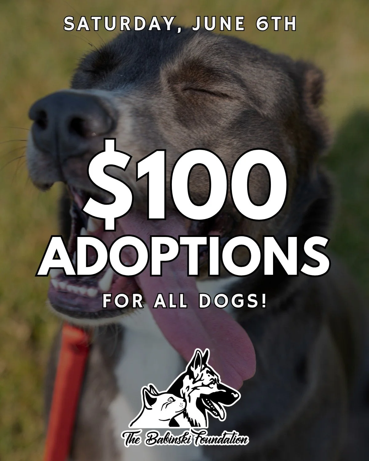 ✨ $100 ADOPTIONS THIS SATURDAY! ✨
This Saturday, June 6th, all dog adoptions are reduced to $100 for one day only! We have friendly puppies, seniors, and adult dogs -- so many perfect options for a new best friend! Come on over to the shelter from 8: