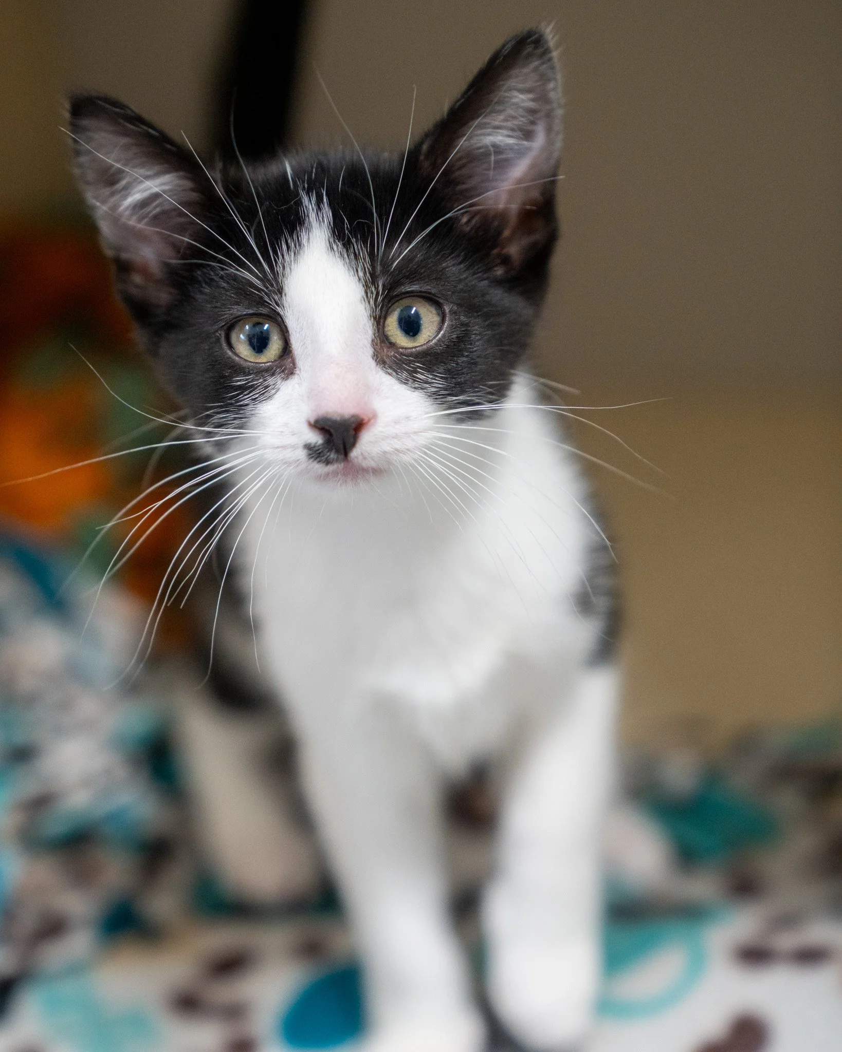 😘 Suki &amp; Alix 😘
Suki and Alix are just the cutest babies! They're 12-week-old Domestic Shorthair kittens who came to the shelter after some kind people found them under their deck and took them in to safety. Suki (black and white) is a confiden