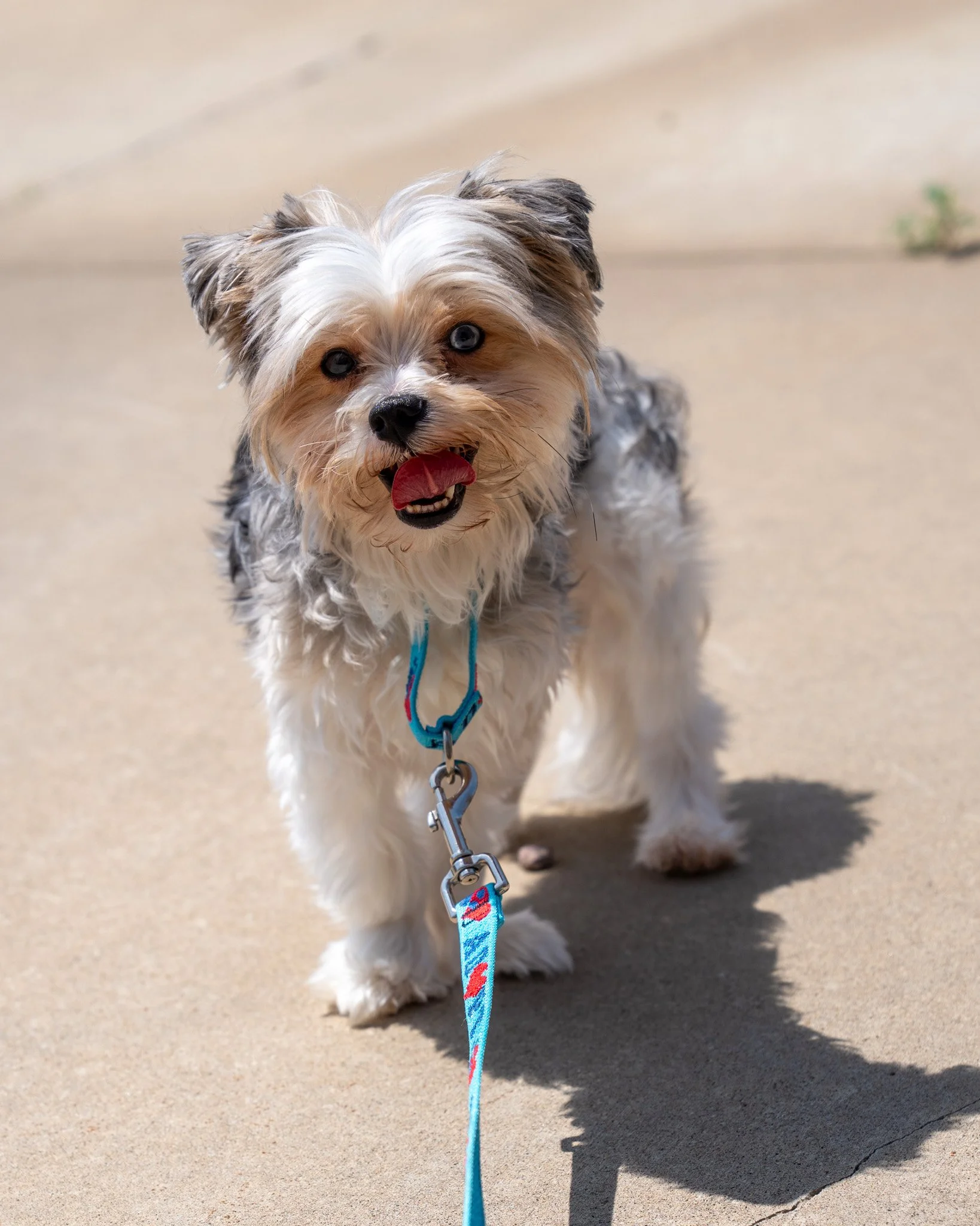 💙 Bluey &amp; Jet 💙
These two 3-year-old, 8-pound Yorkshire mixes are ready to take on a new adventure! They are incredibly sweet boys who were sadly surrendered when their owner had to enter hospice care. They absolutely love people and will gladl