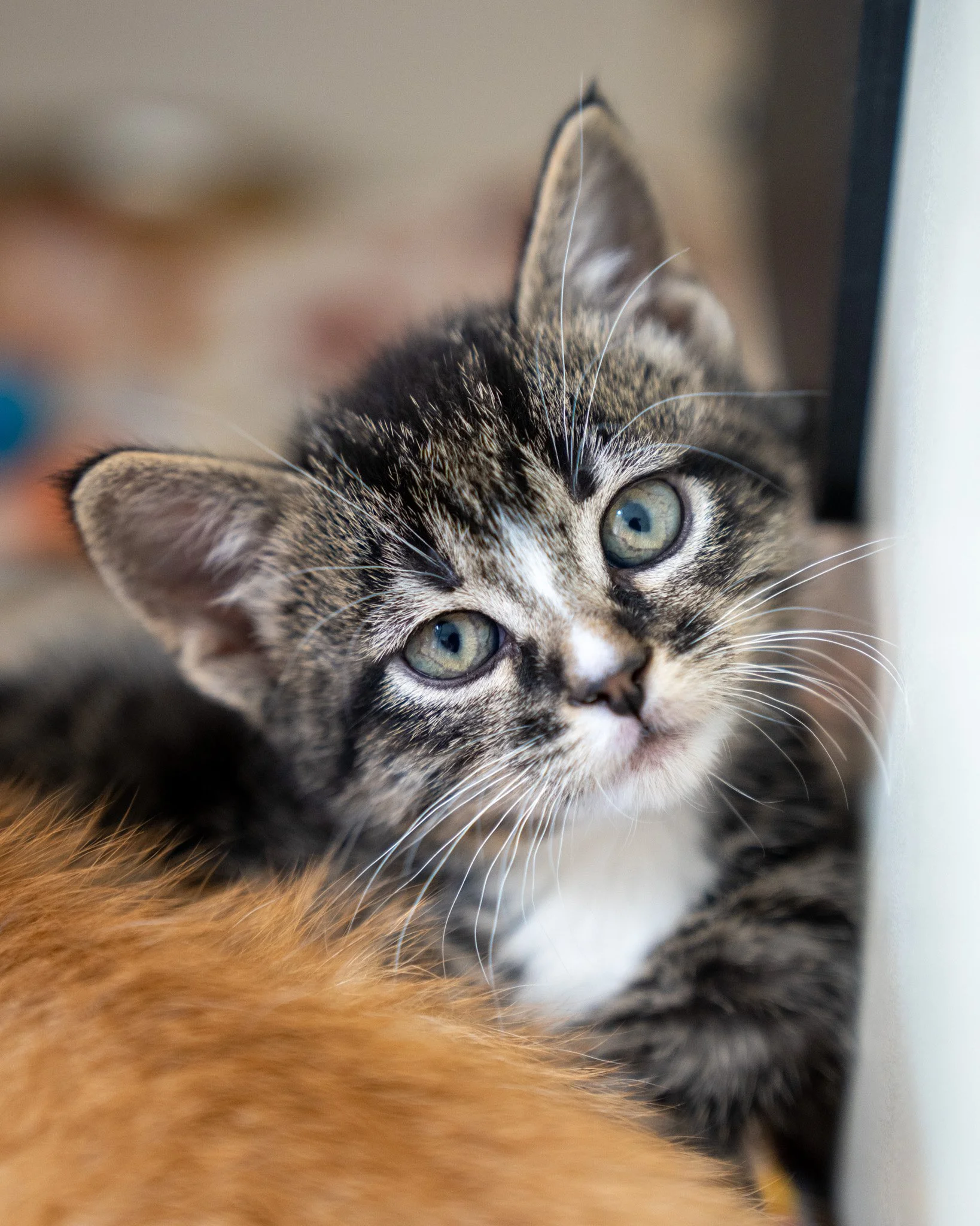 🍏🍎 A Bushel of Kittens 🍎🍏

Pictured in order: Ambrosia (F), Mutsu (M), Gala (F), Granny (M), Honeycrisp (F), Fuji (M)

These sweet and refreshing kittens are 7-week-old Domestic Shorthairs who were found as strays and brought to the shelter! We'r