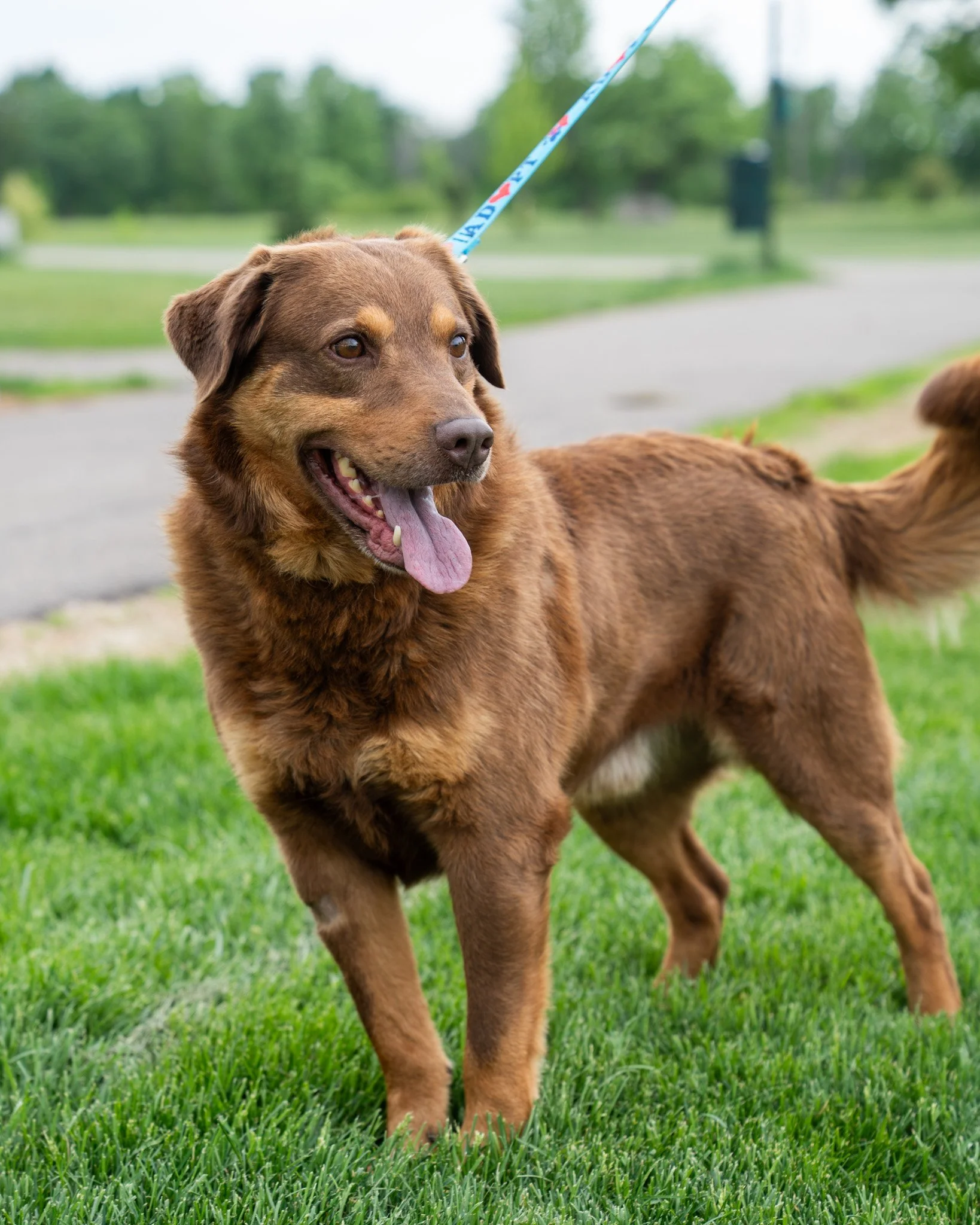 🐻 Grizzly 🐻
This little bear is a 3-year-old, 43-pound Golden Retriever and Aussie (and more!) mix. He's a friendly guy who loves to give hugs and dive into your arms to get some love! He can be a little coy at first, but he just needs 0.2 seconds 