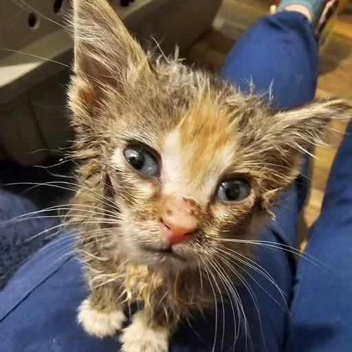 ✨ Success Story Sunday ✨

If you can believe it... this is the same cat, two years later! 😭

This sweet baby's family reached out with an update this week, and we just had to feature her as a success story. Kraken (now Gizmo) was just a one-month-ol