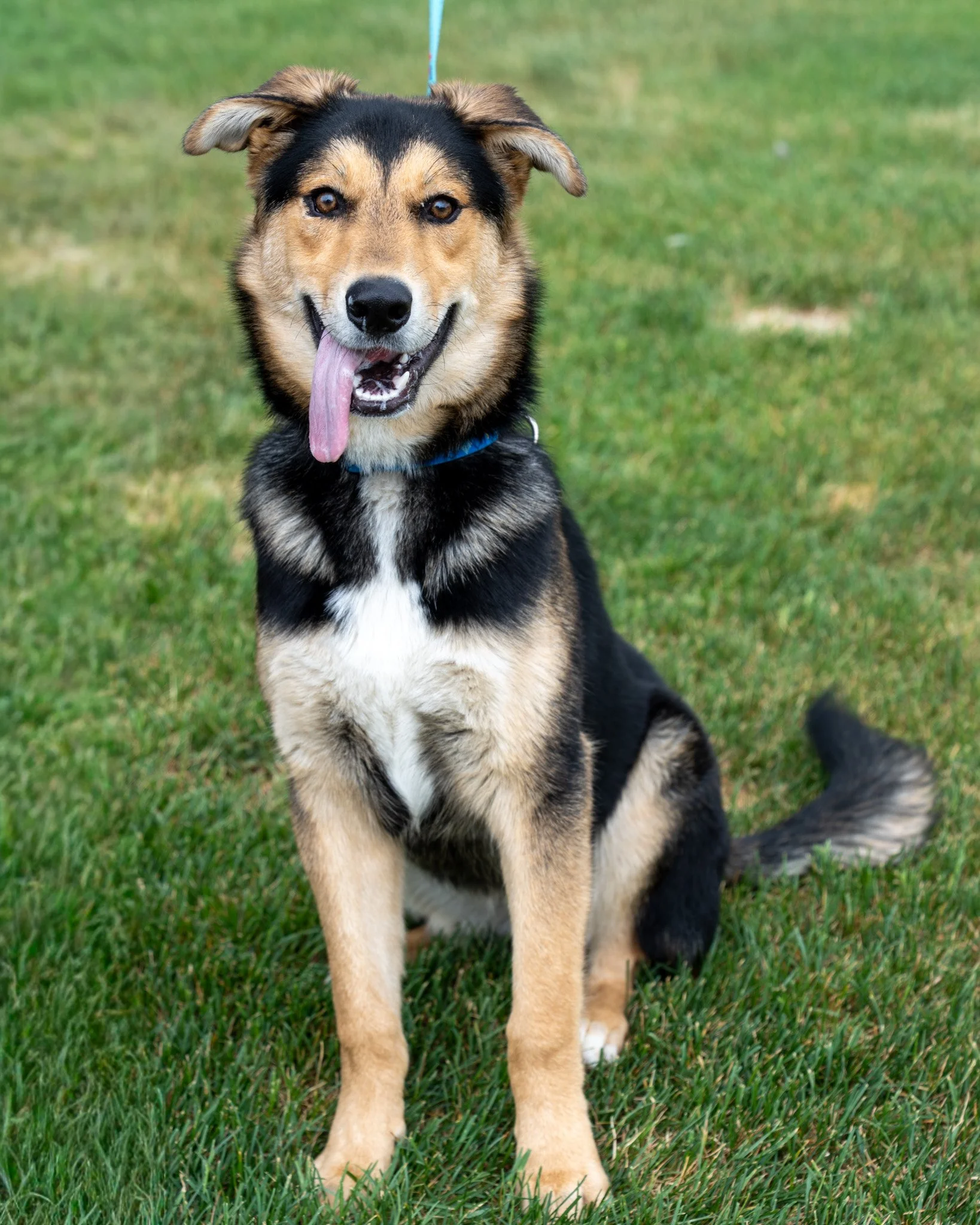 🤪 Kurt 🤪
Kurt is a 7-month-old CUTIE! This guy is a friendly, goofy, and hilarious boy who's antics will have you in fits of laughter. When he isn't busy playing, his favorite pastime is getting his darling, floppy ears scratched!

Kurt loves makin